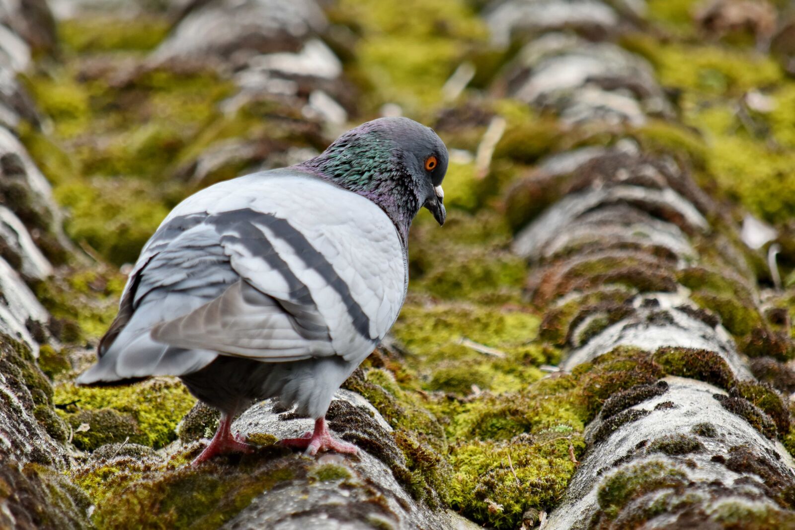 Nikon D5500 sample photo. Lichen, pigeon, roof, animal photography