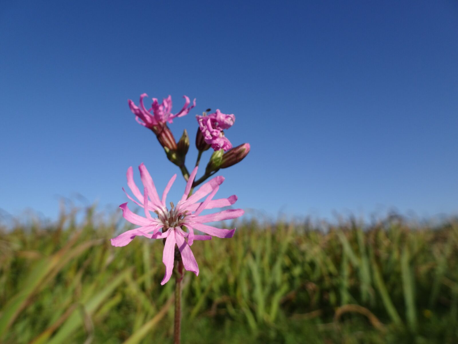 Sony Cyber-shot DSC-HX90V sample photo. Pink flower, flower, summer photography