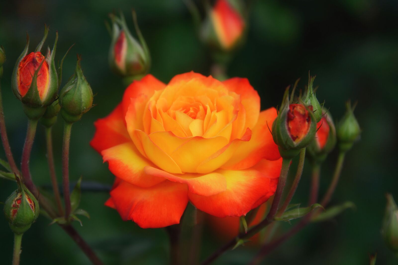 Nikon D7100 sample photo. Orange rose, bright, plant photography