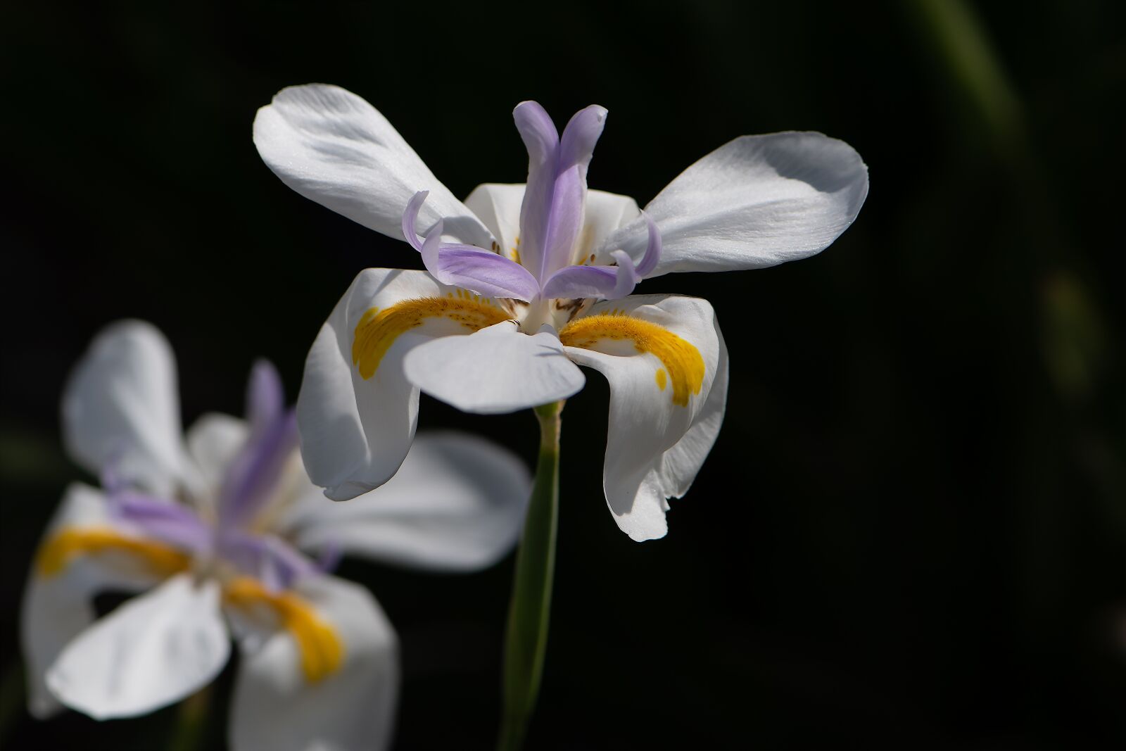 Nikon D5600 sample photo. Happy passover, mothers day photography
