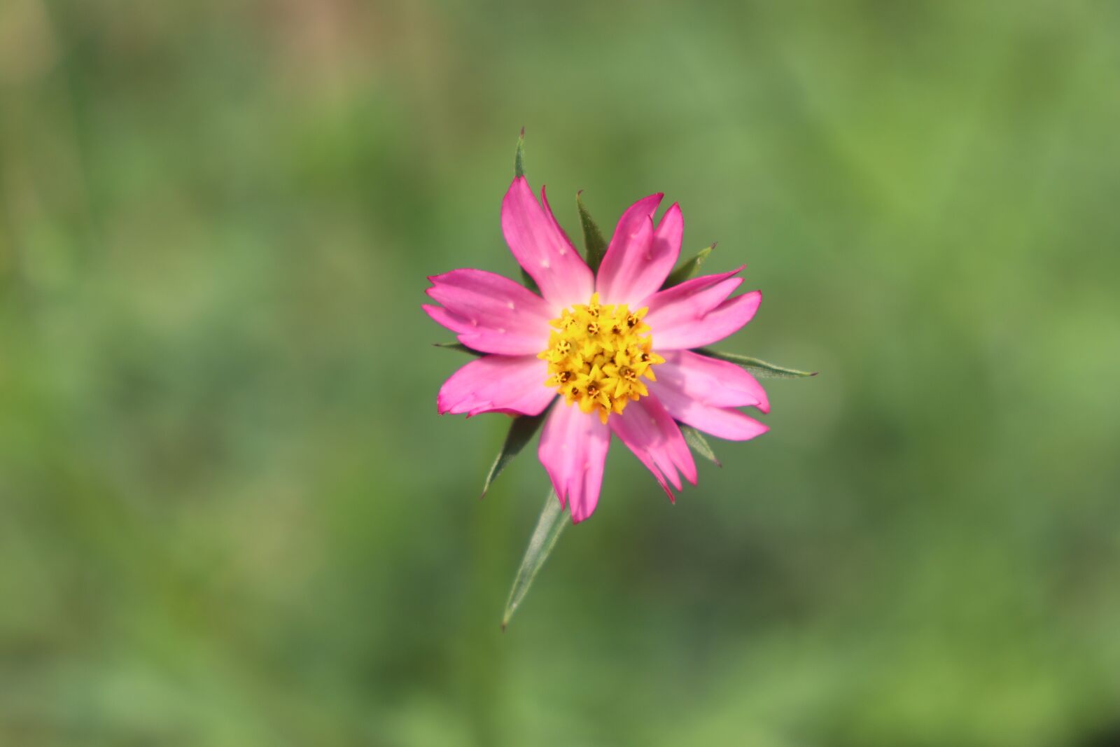 Canon EOS 200D (EOS Rebel SL2 / EOS Kiss X9) sample photo. Nature, flowers, pink photography