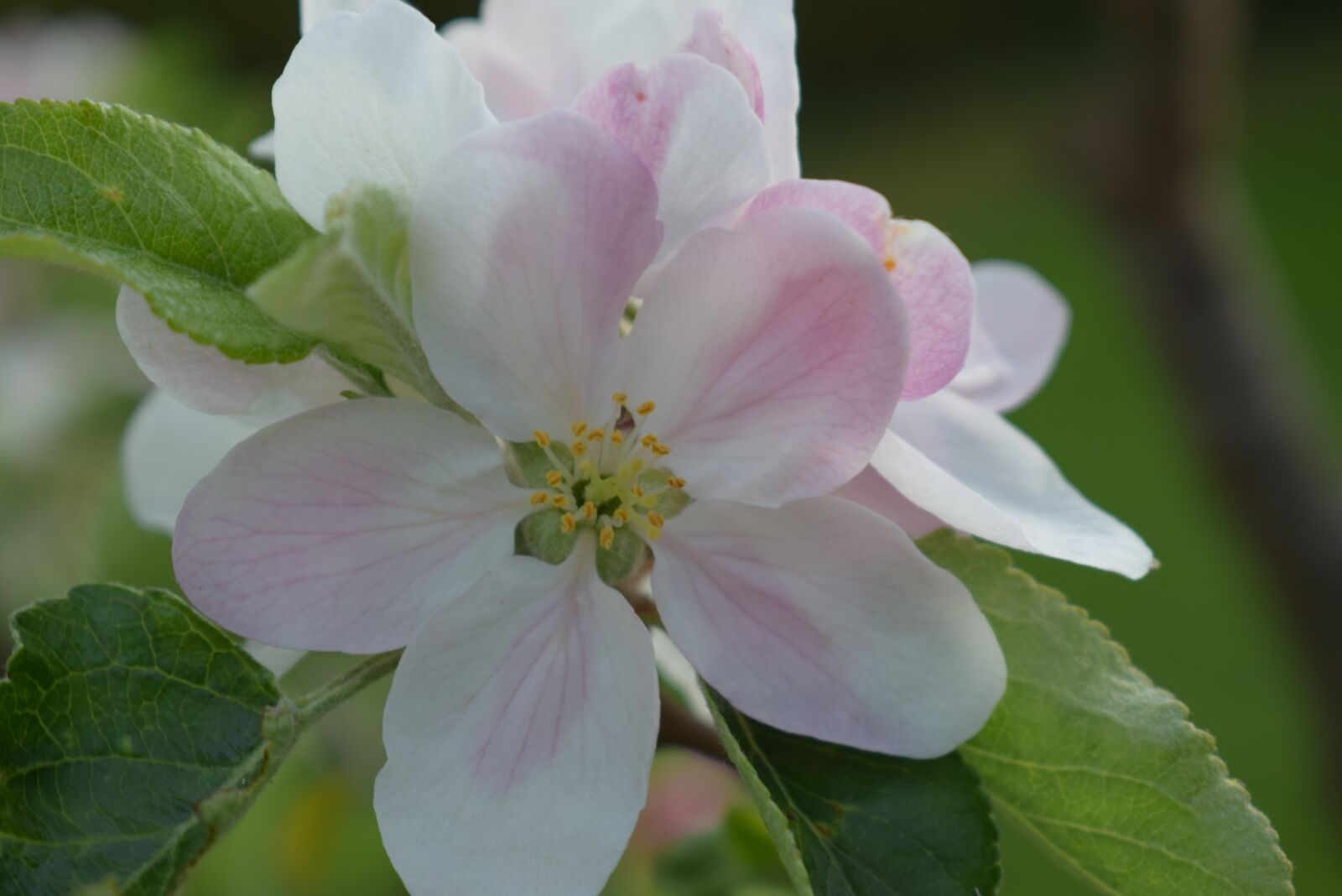 Nikon D5300 sample photo. Flower, white, pink photography