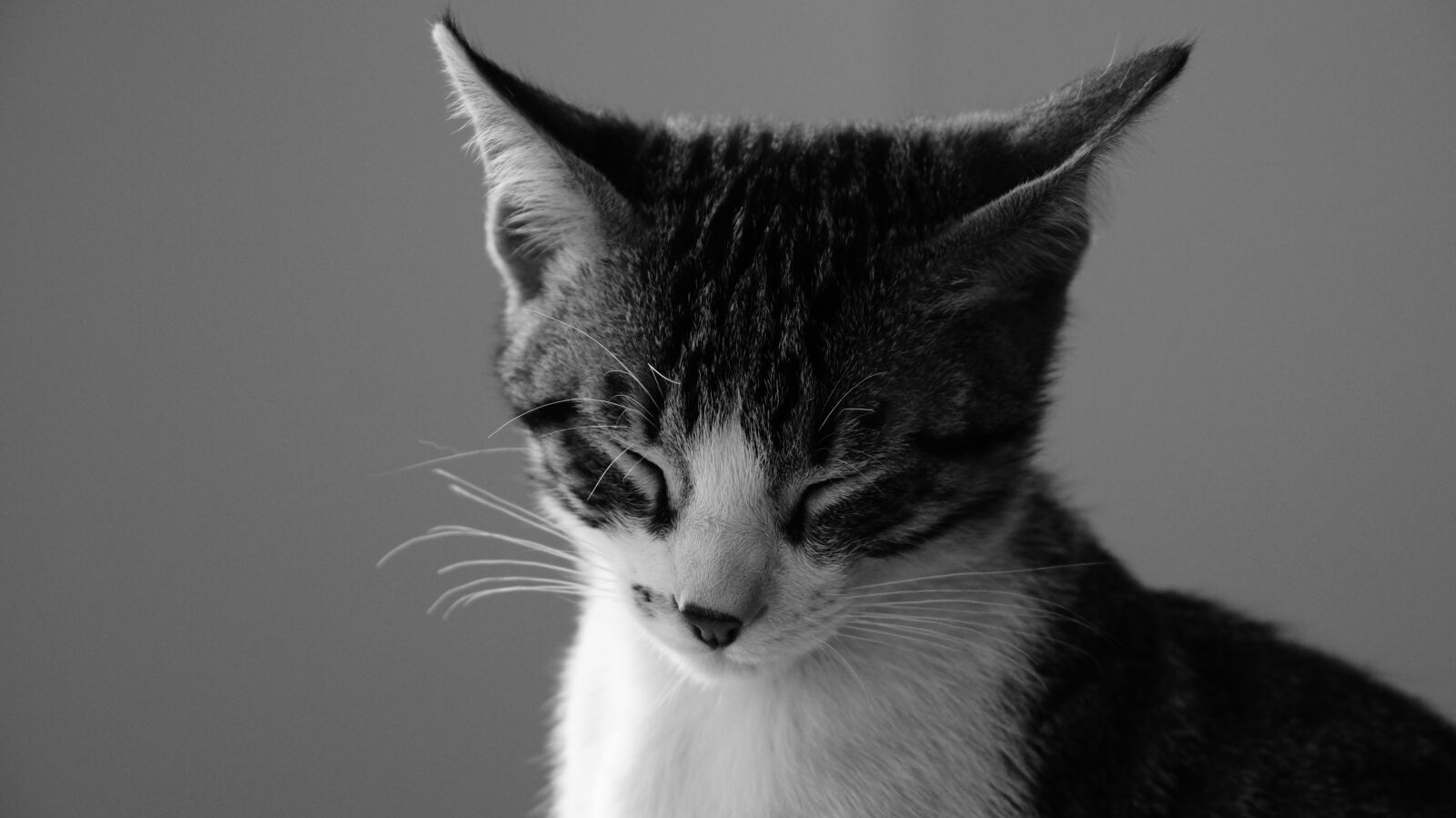 Sony DT 18-135mm F3.5-5.6 SAM sample photo. Cat, dream, cat with photography