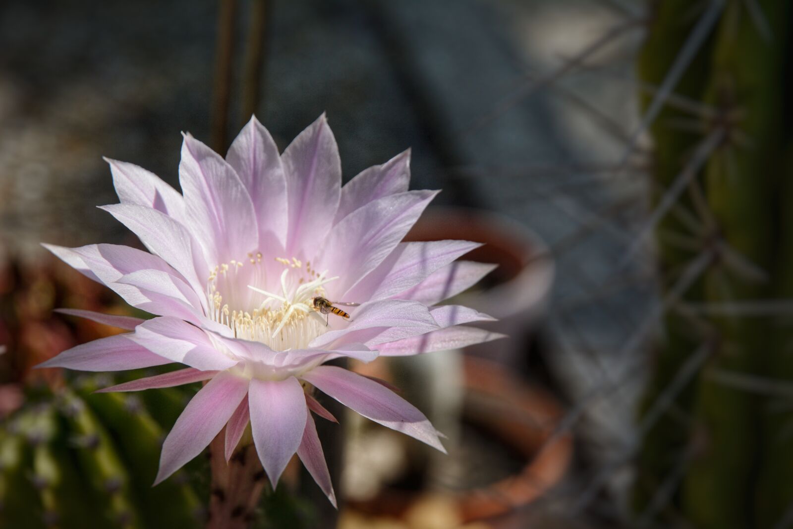 Nikon D7100 sample photo. Cactus, flower, blossom photography