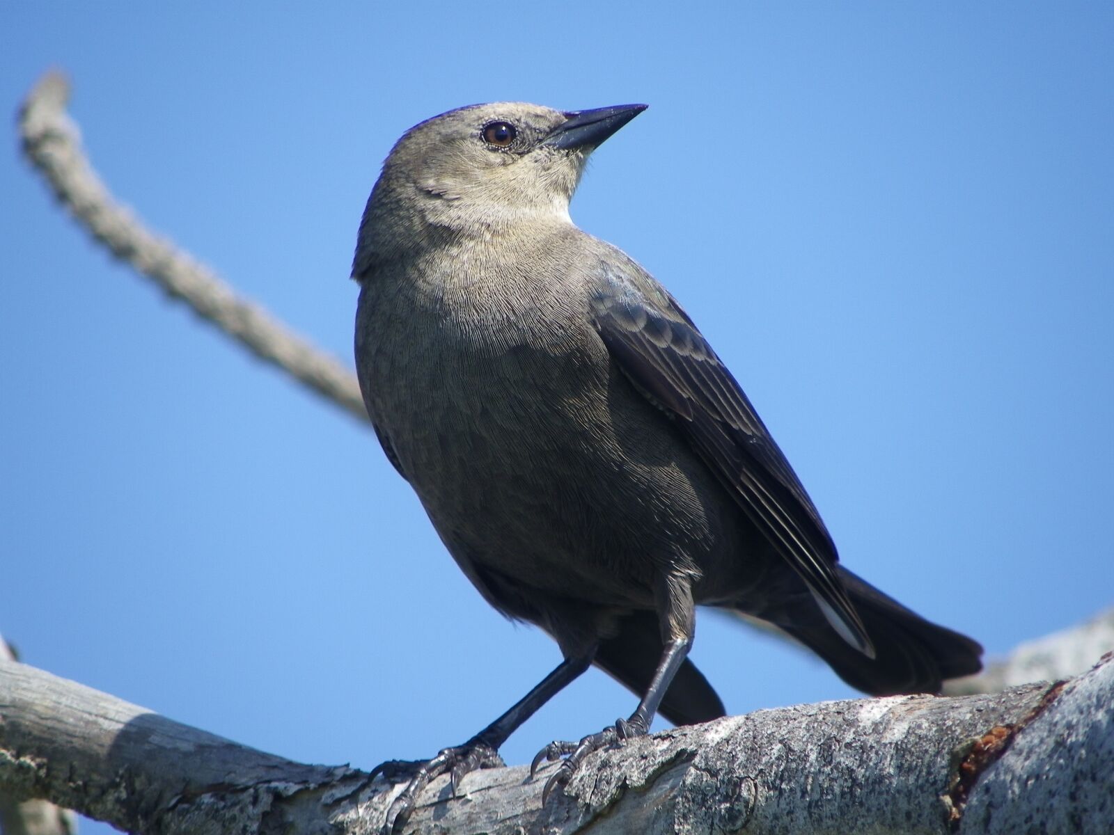 Pentax X90 sample photo. Bird, summer, nature photography