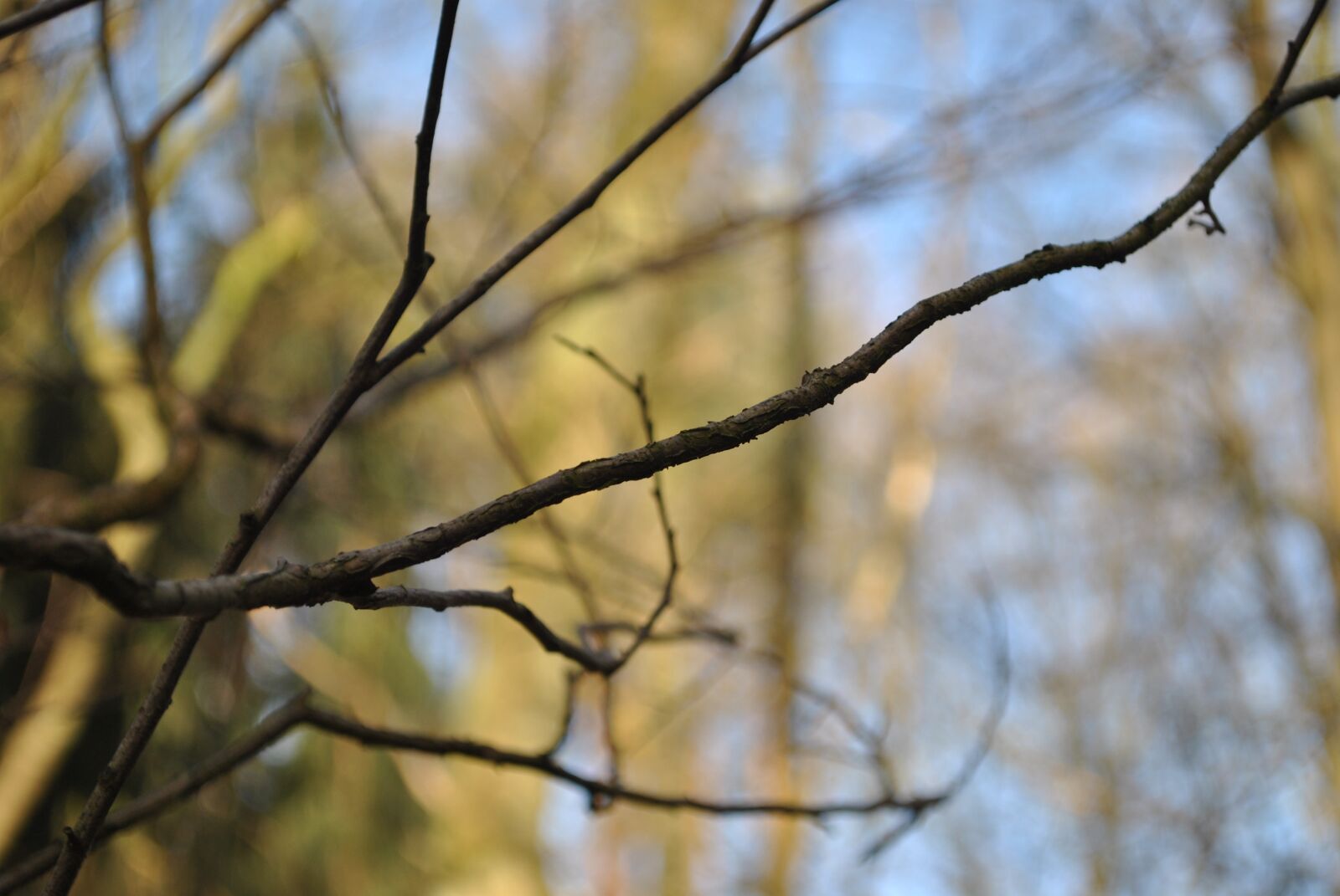 Nikon D3000 sample photo. Aesthetic, tree, winter photography