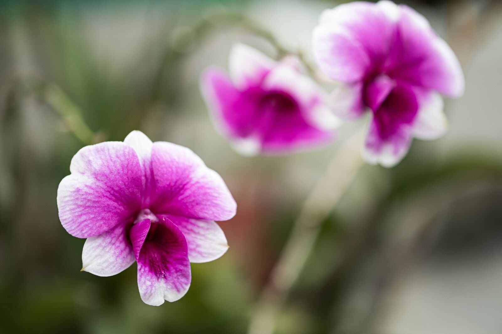 Fujifilm X-Pro2 sample photo. Natural, flower, petals photography