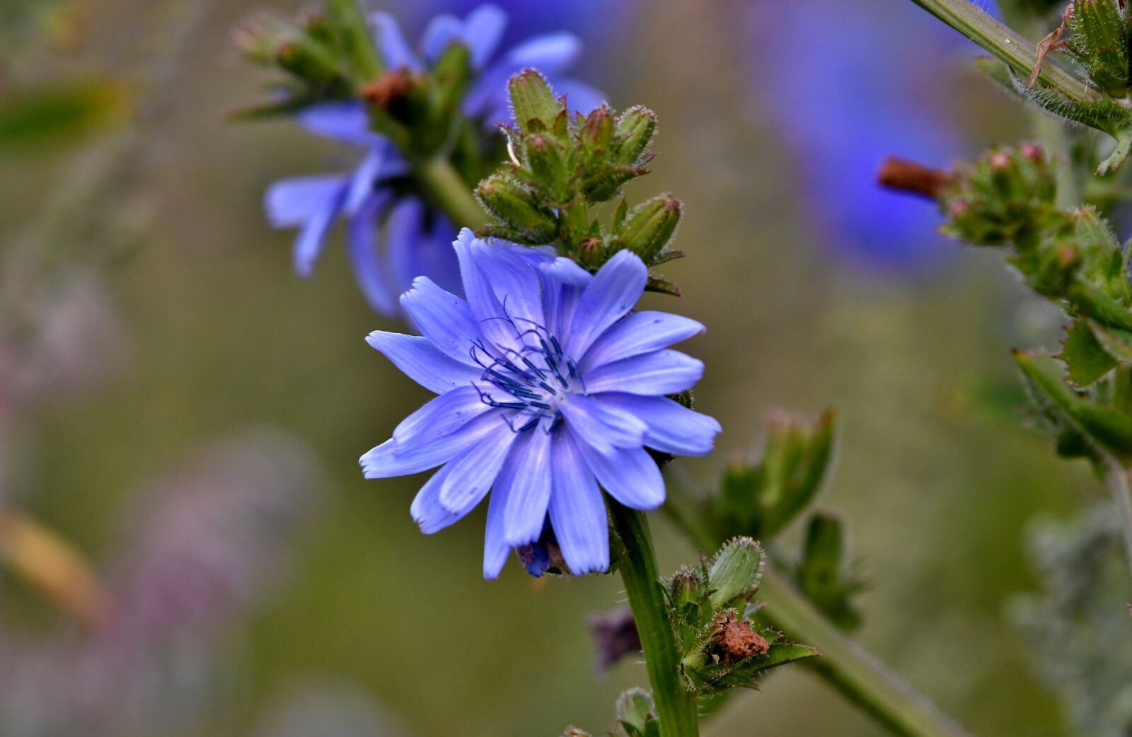 Nikon D500 sample photo. Chicory, flower, blue photography