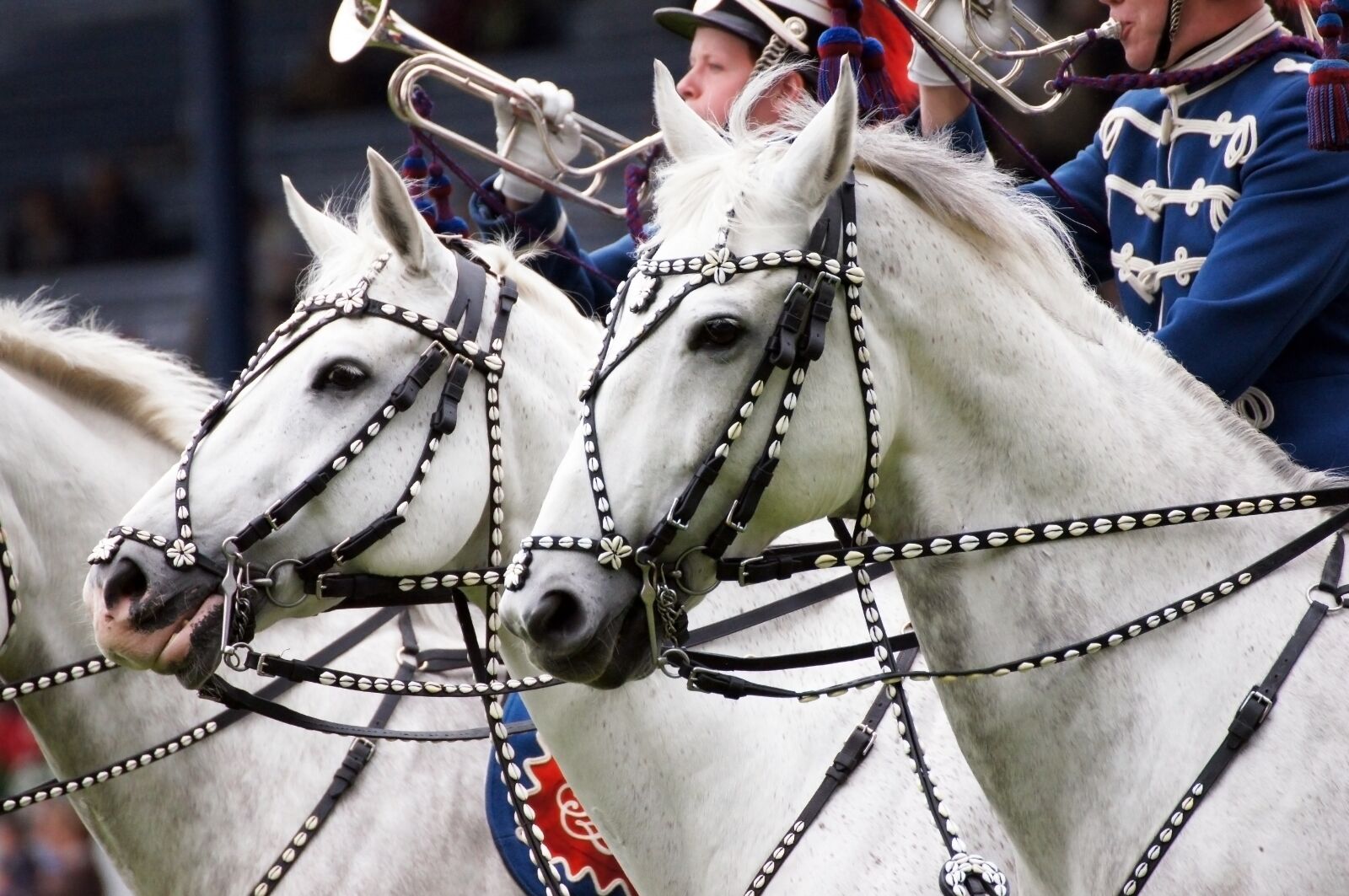 Sony SLT-A55 (SLT-A55V) sample photo. Chio, aachen, equestrian photography