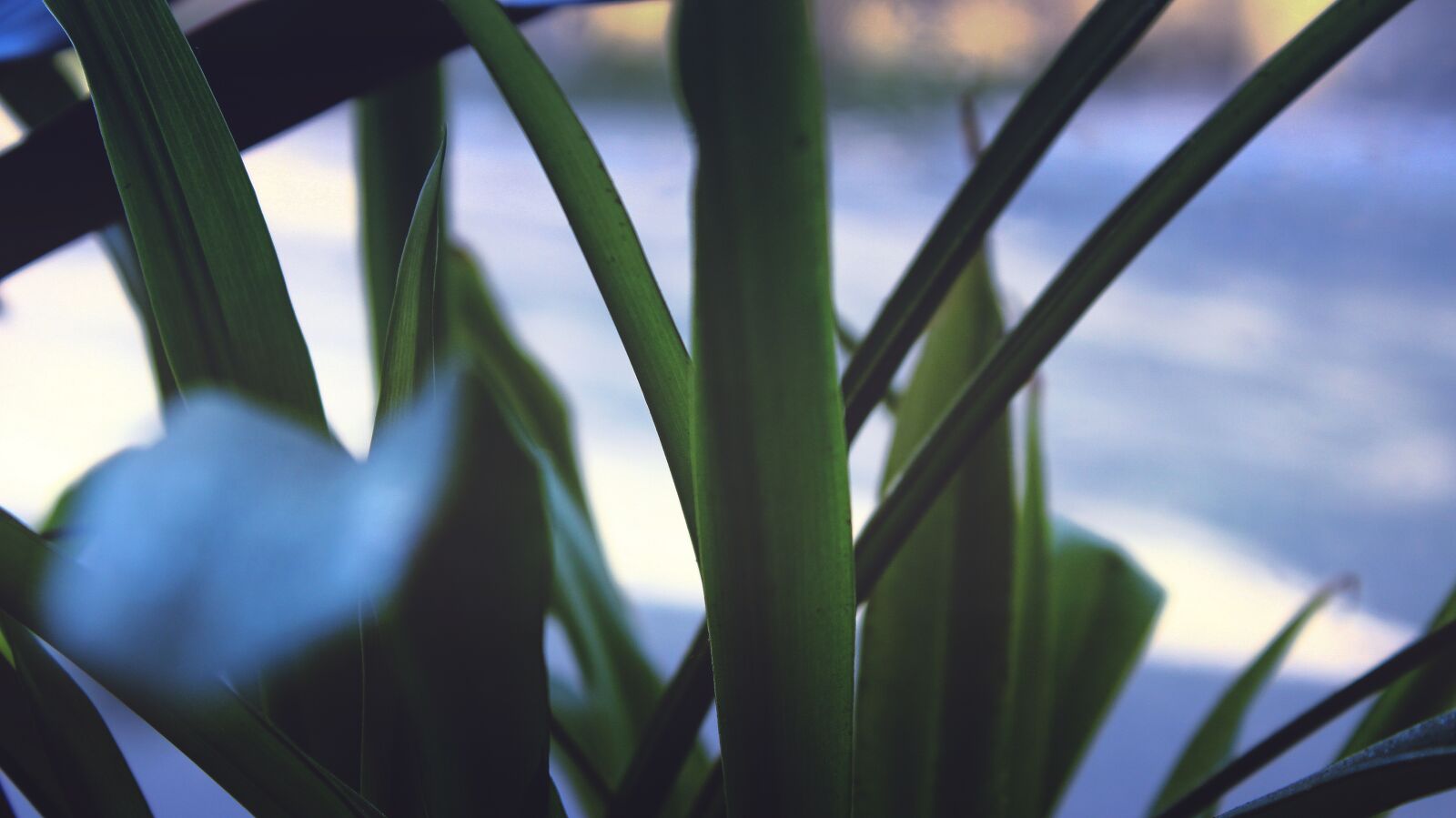 Canon EOS 600D (Rebel EOS T3i / EOS Kiss X5) sample photo. Leaves, nature, plant photography