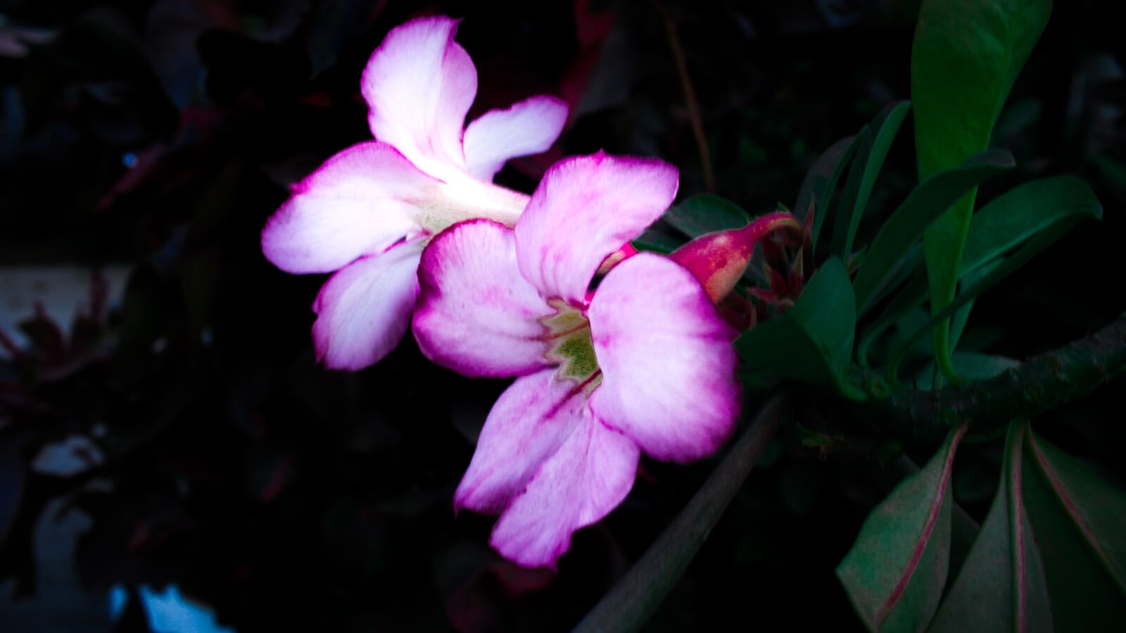 Canon EOS 1200D (EOS Rebel T5 / EOS Kiss X70 / EOS Hi) sample photo. Flower, dark, nature photography