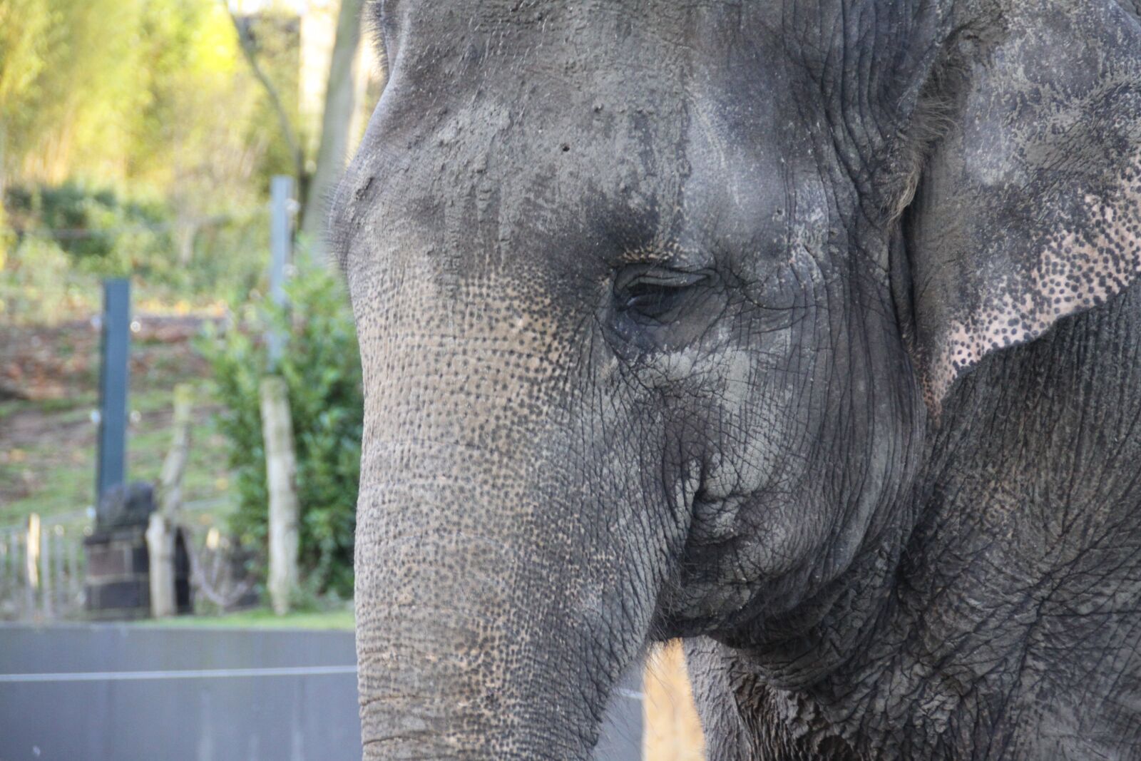 Canon EOS 50D sample photo. Elephant, elephant head, animals photography