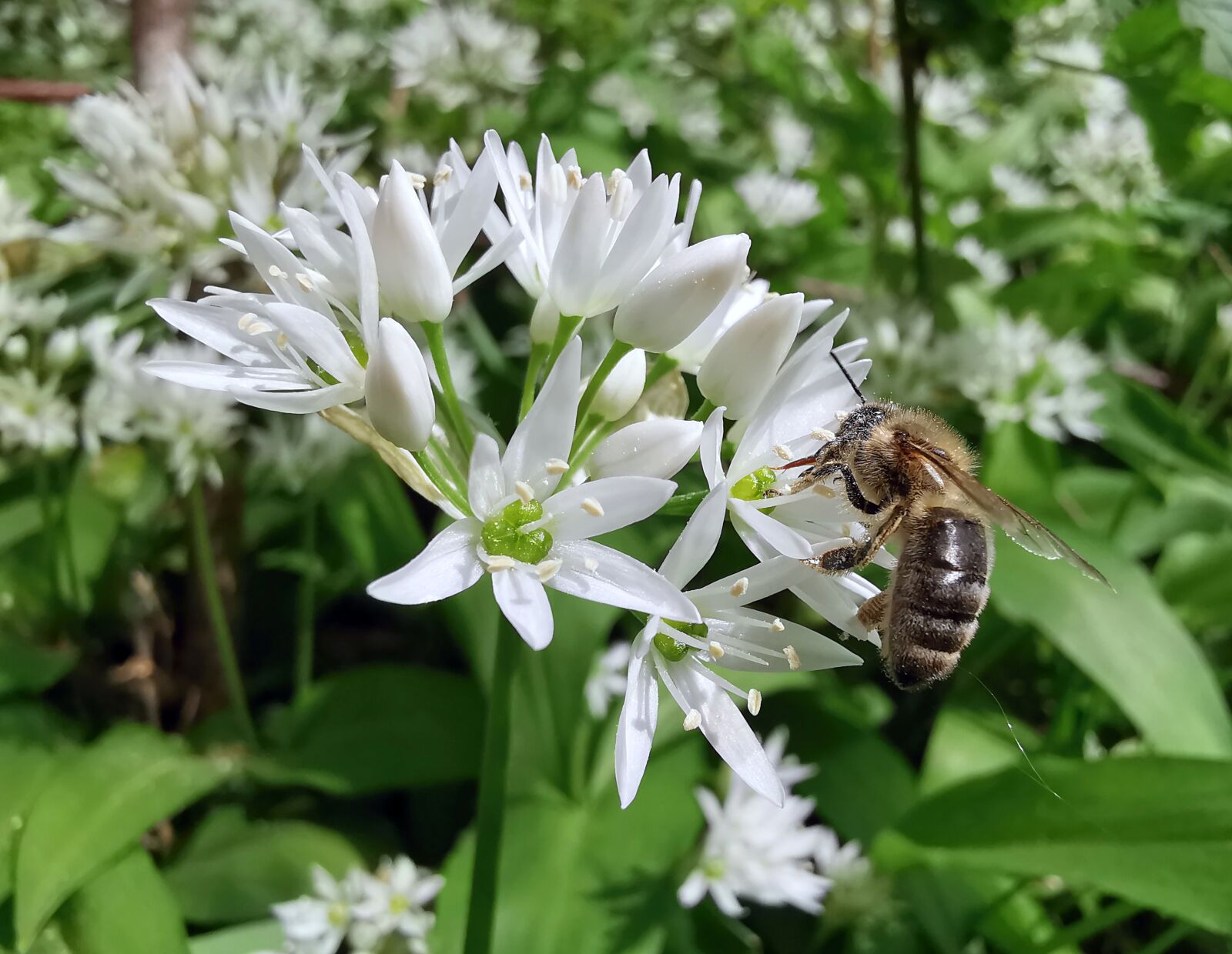 HUAWEI LYA-L29 sample photo. Wild garlic, bear's garlic photography