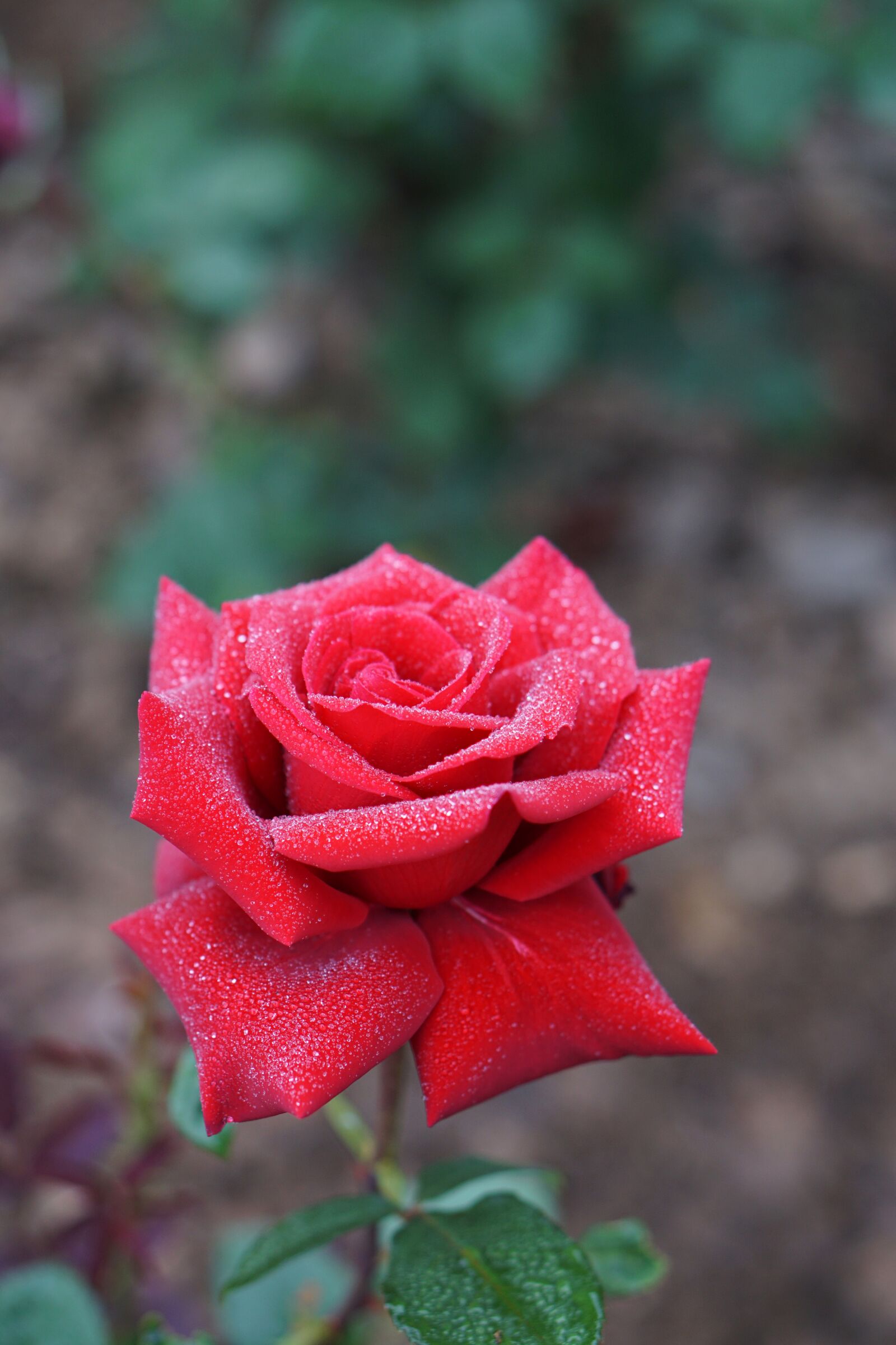 Sony a6000 sample photo. Flowers, non, rose photography