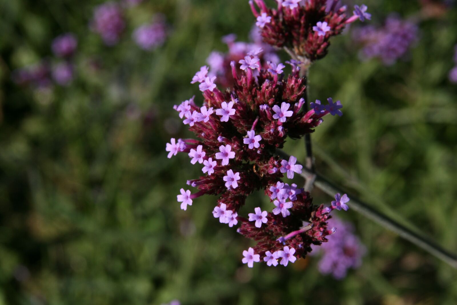 Canon EOS 400D (EOS Digital Rebel XTi / EOS Kiss Digital X) sample photo. Wildflowers, pink, purple photography