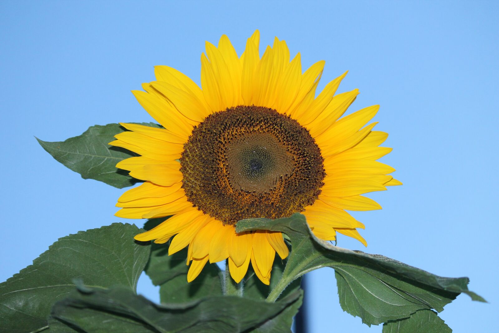 Canon EOS 1100D (EOS Rebel T3 / EOS Kiss X50) sample photo. Sunflower, flower, summer photography
