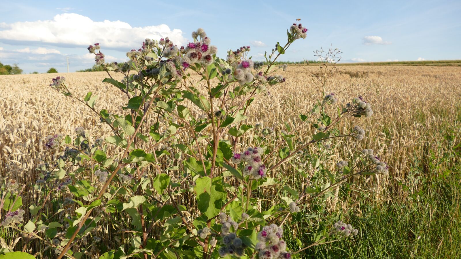 Panasonic Lumix DMC-FZ1000 sample photo. Meadow, sun, nature photography