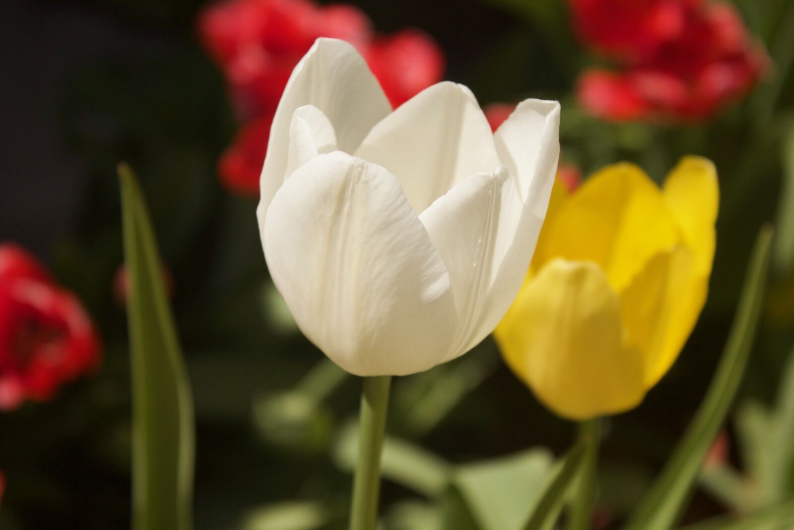Canon EOS 500D (EOS Rebel T1i / EOS Kiss X3) sample photo. Tulips, flowers, white photography