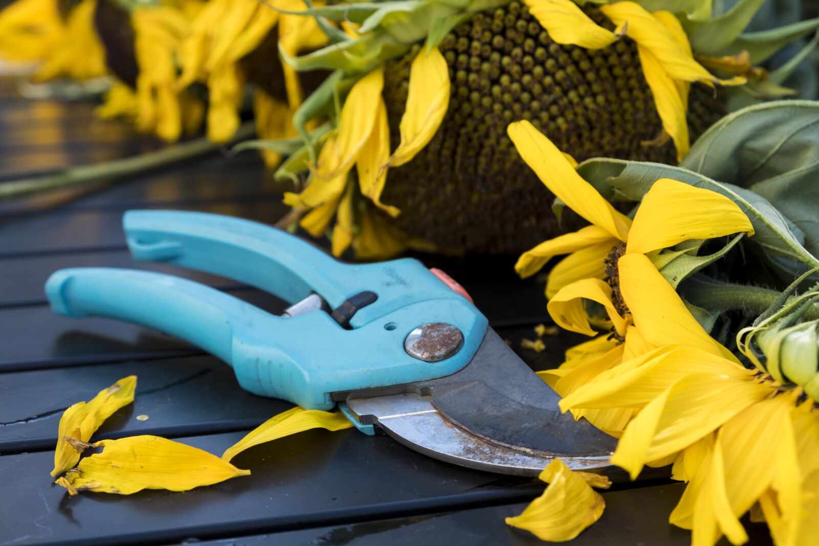 Fujifilm XF 18-55mm F2.8-4 R LM OIS sample photo. Autumn, scissors, pruning shears photography