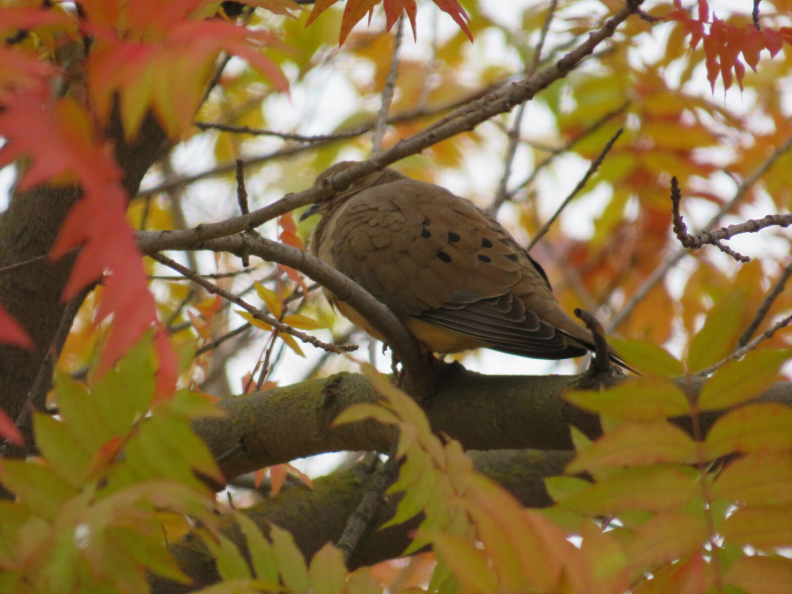 Canon PowerShot SX540 HS sample photo