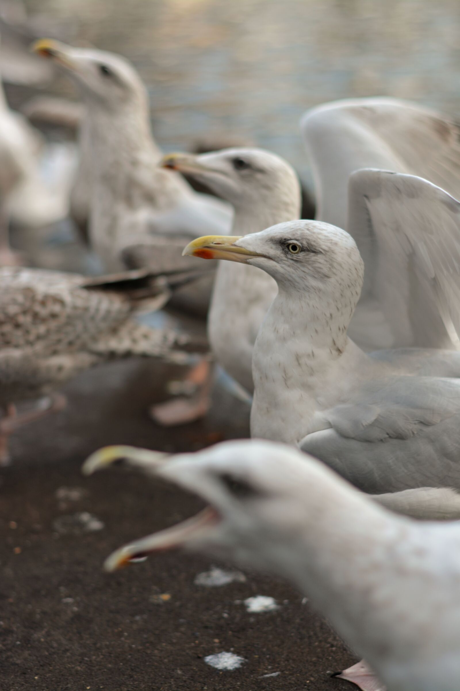 Nikon D5200 sample photo. Seagull, bird, animals photography
