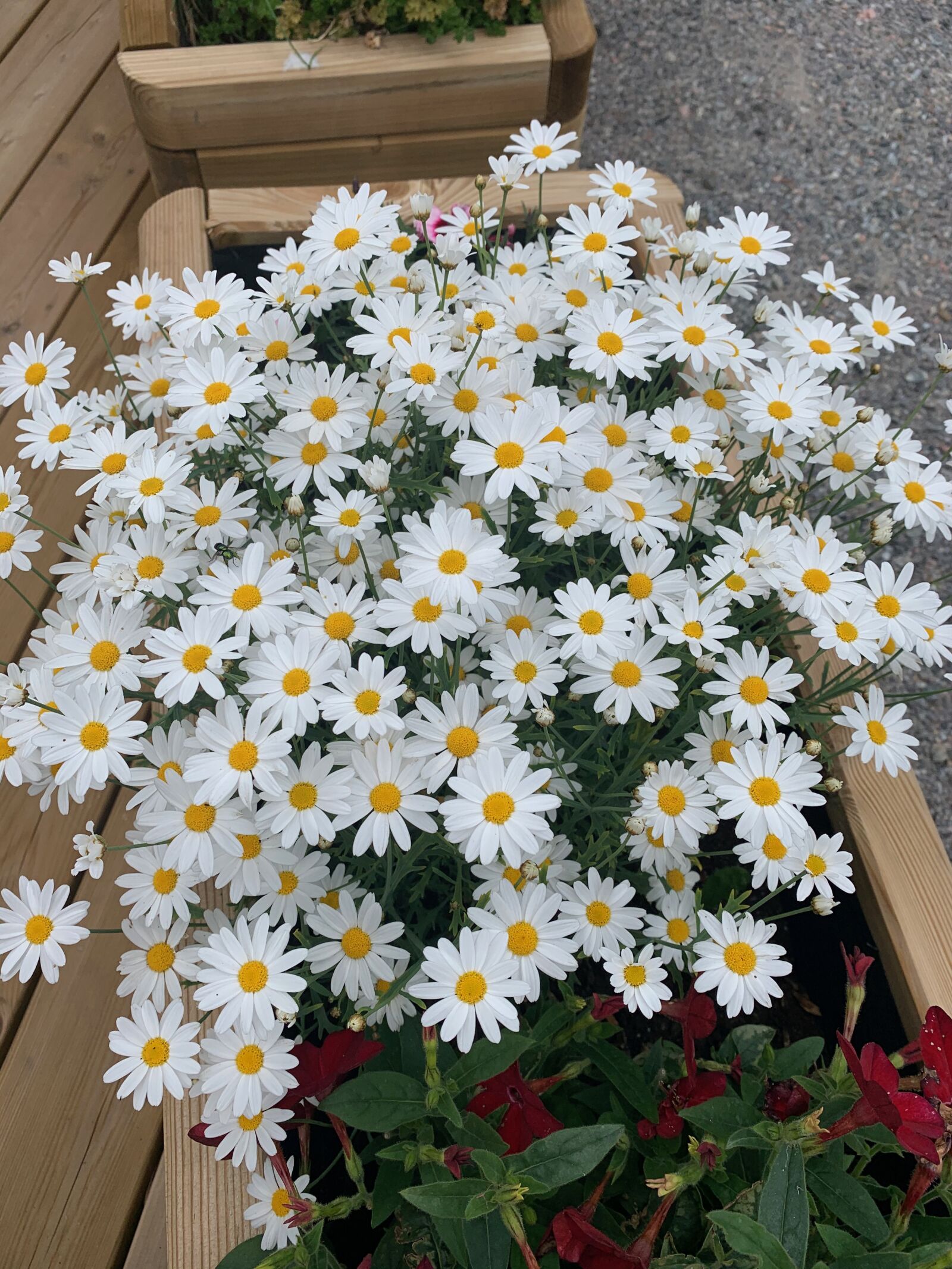 Apple iPhone XR sample photo. White, flowers, daisies photography