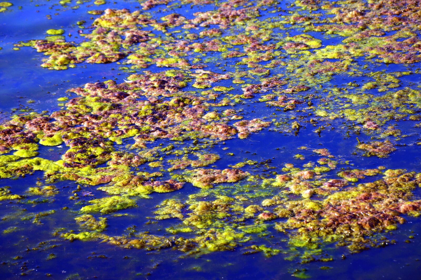 Nikon D5200 sample photo. Water, leaves, autumn, reflection photography