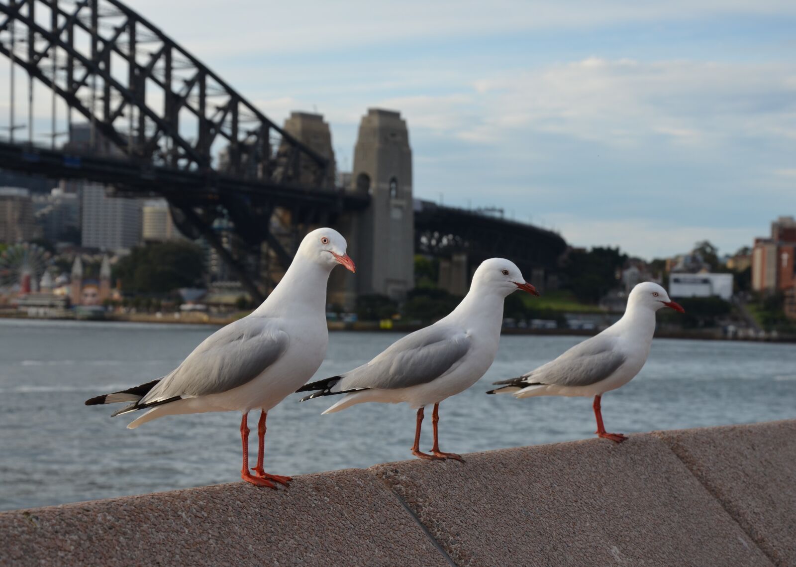 Nikon D5100 sample photo. Waters, sea, bird photography