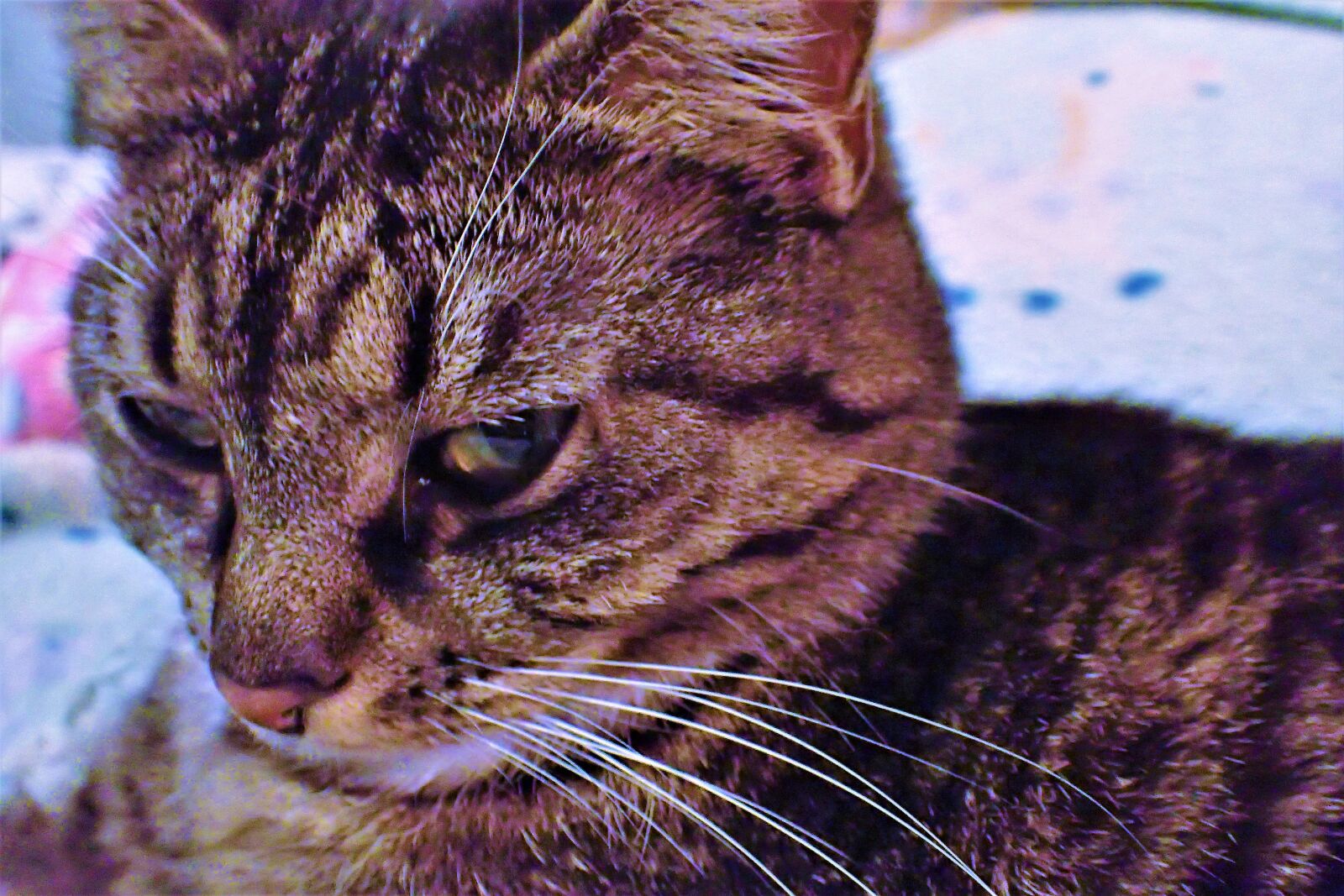 Olympus TG-4 sample photo. Cat, katt, the domestic photography