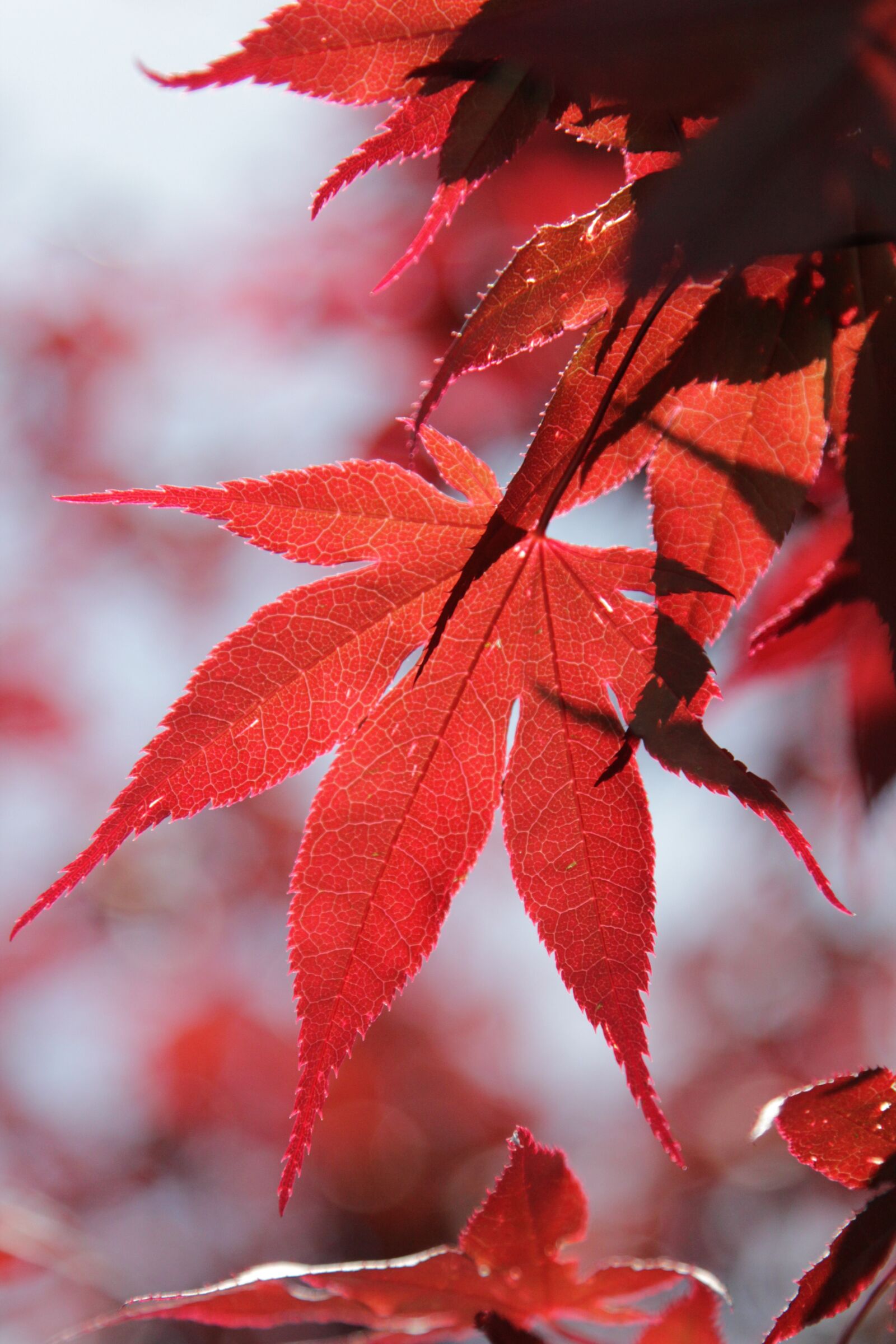 Canon EOS 60D + Canon EF 24-105mm F4L IS USM sample photo. Leaves, red, acer photography