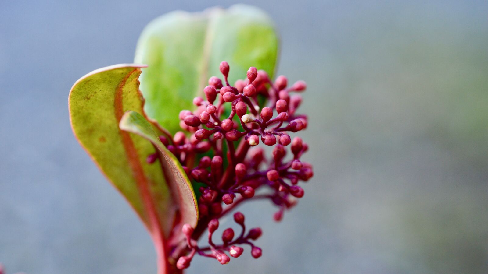 Nikon D800 sample photo. Flowers, spring, wallpaper photography
