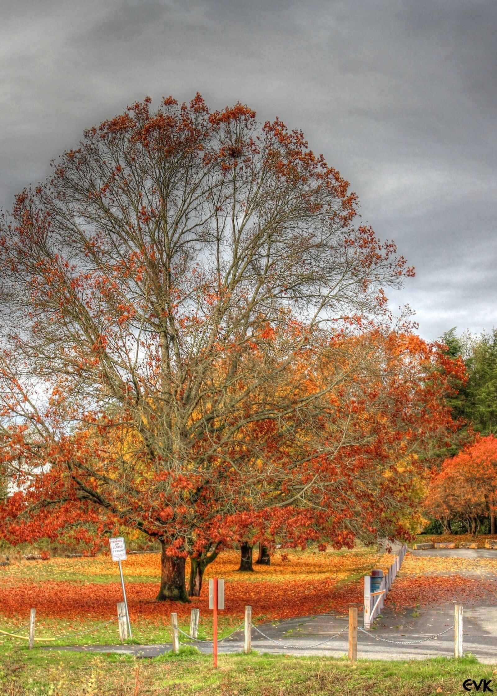 Canon EOS 550D (EOS Rebel T2i / EOS Kiss X4) sample photo. Tree, autumn, sky photography