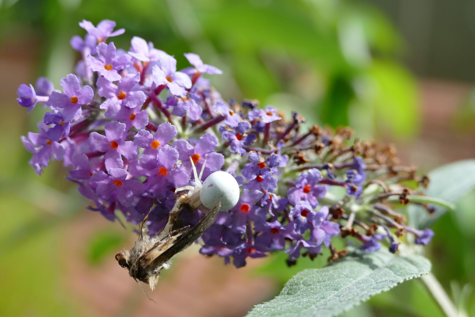 Panasonic Lumix DMC-FZ1000 sample photo. Butterfly, spider, victims photography