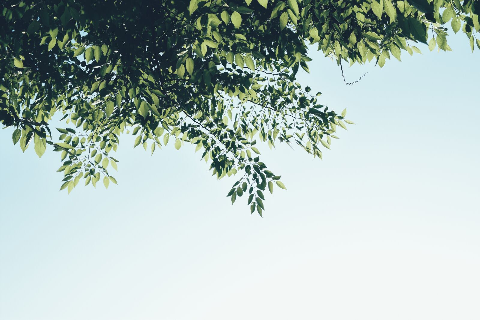 Nikon D7200 sample photo. The leaves, spring, summer photography