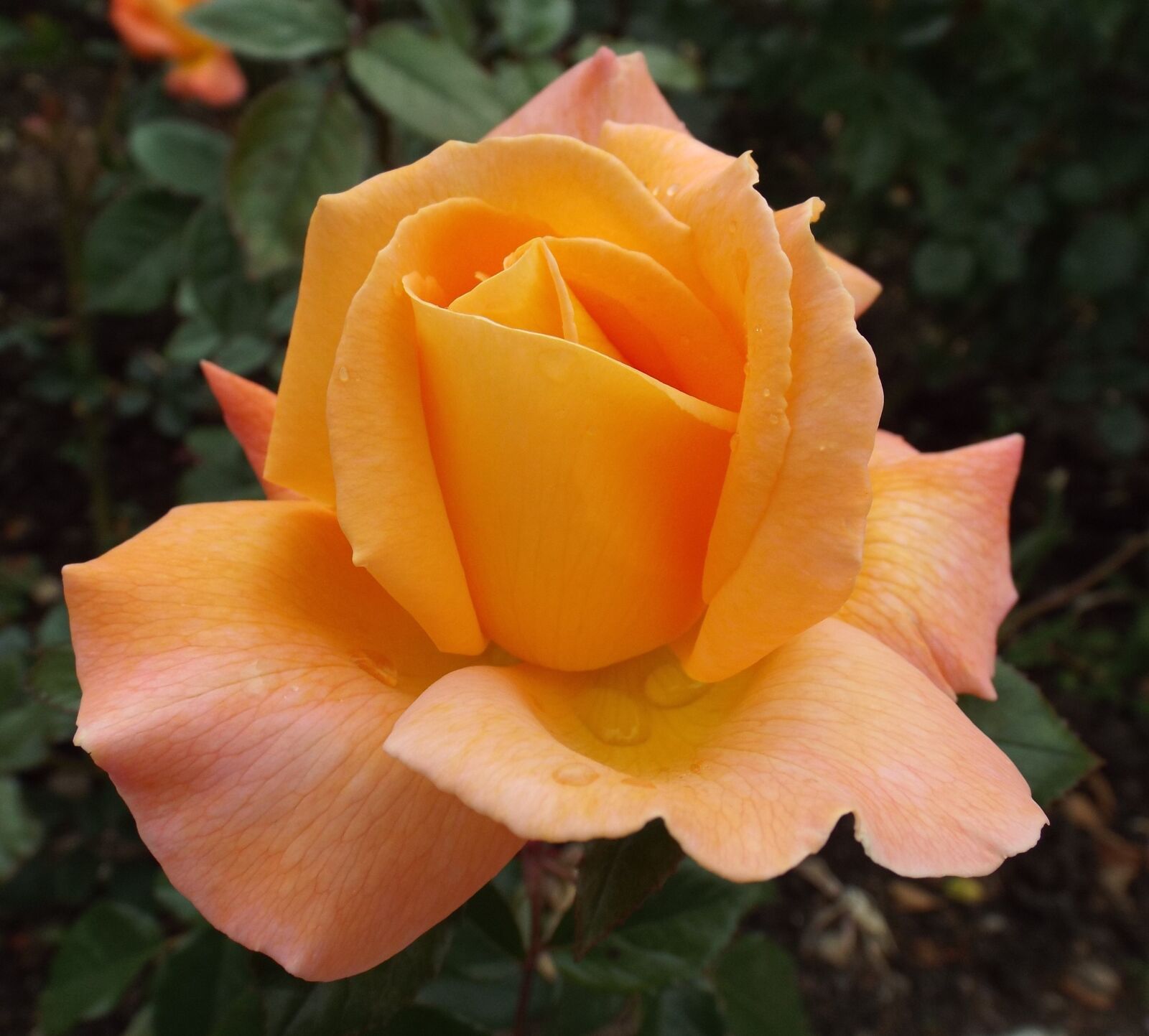 Fujifilm FinePix S6800 sample photo. Rose, blossom, bloom photography