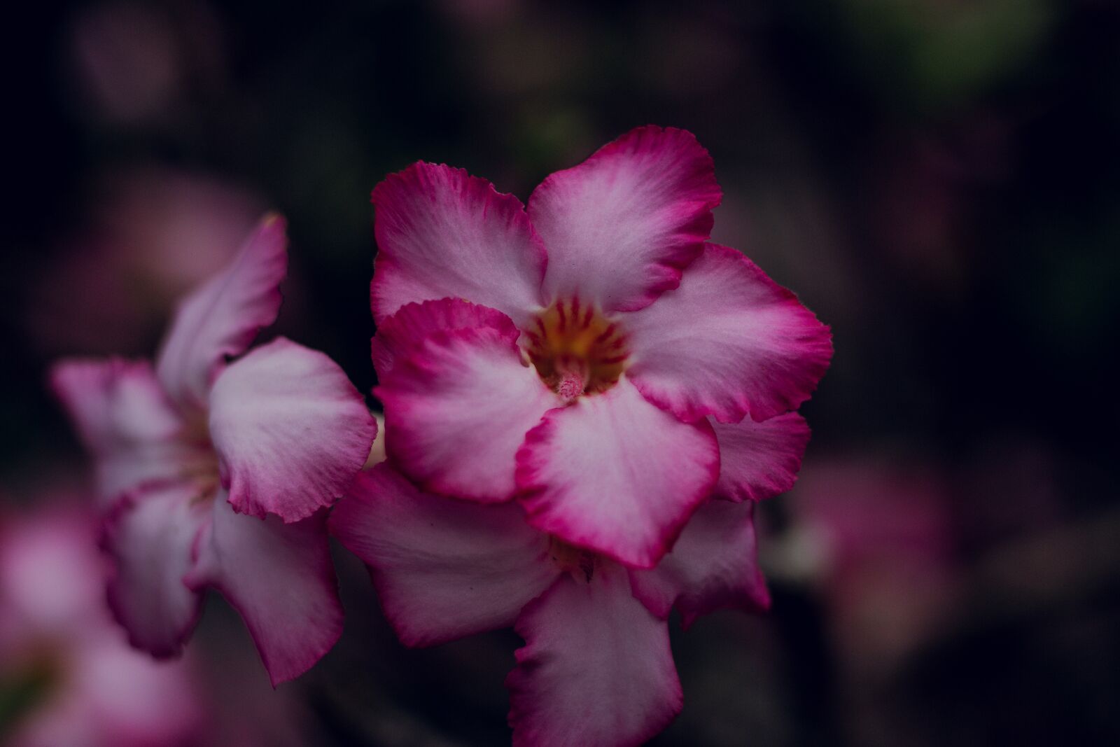 Canon EOS 700D (EOS Rebel T5i / EOS Kiss X7i) + Canon EF 50mm F1.8 STM sample photo. Invited to visit, flower photography