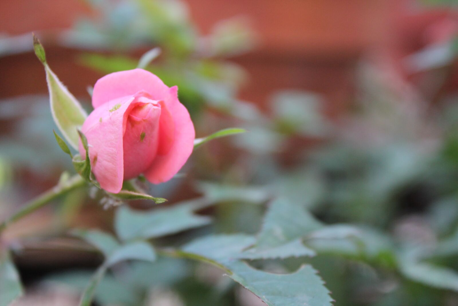 Canon EOS 1100D (EOS Rebel T3 / EOS Kiss X50) sample photo. Flower, rosa, rose photography