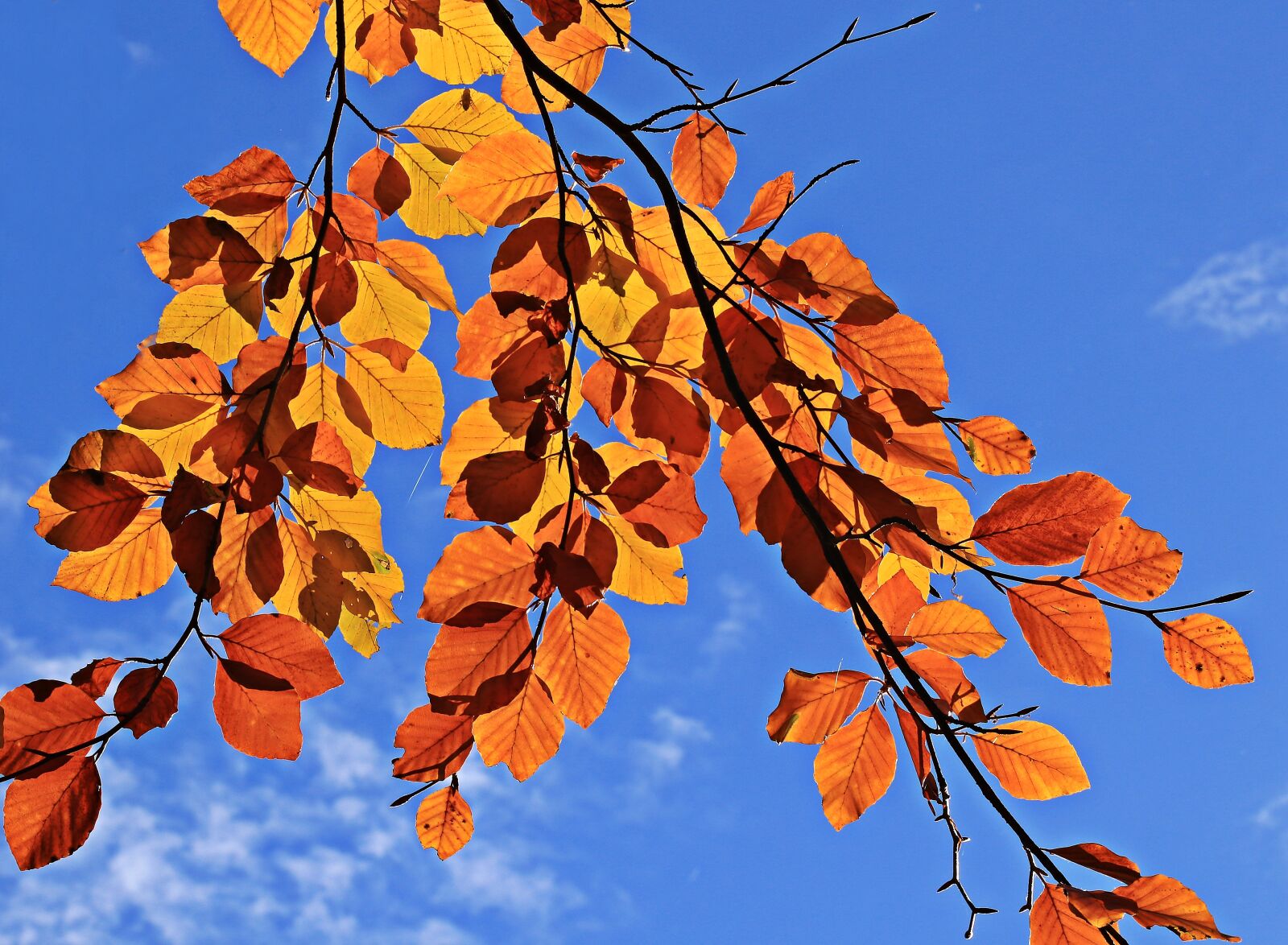 Canon EOS 80D sample photo. Fall leaves, autumn, mood photography