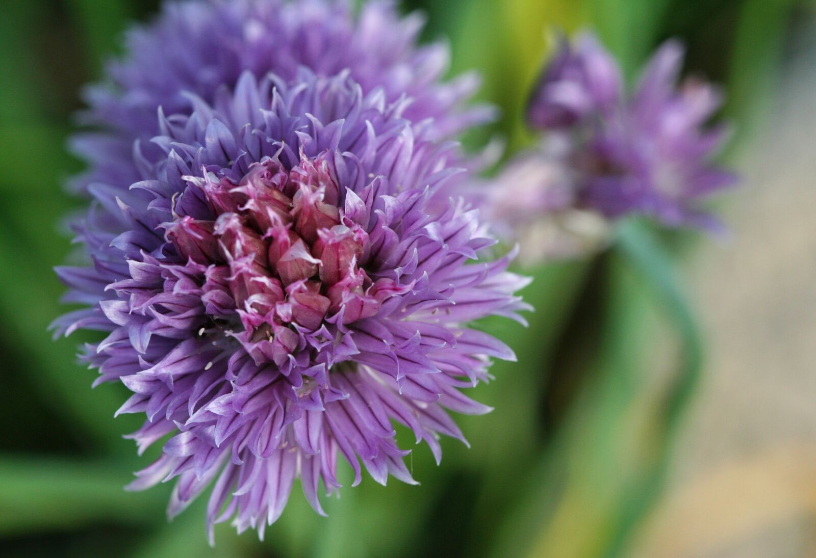 Canon EOS 350D (EOS Digital Rebel XT / EOS Kiss Digital N) sample photo. Chives, herbs, aromatic plant photography