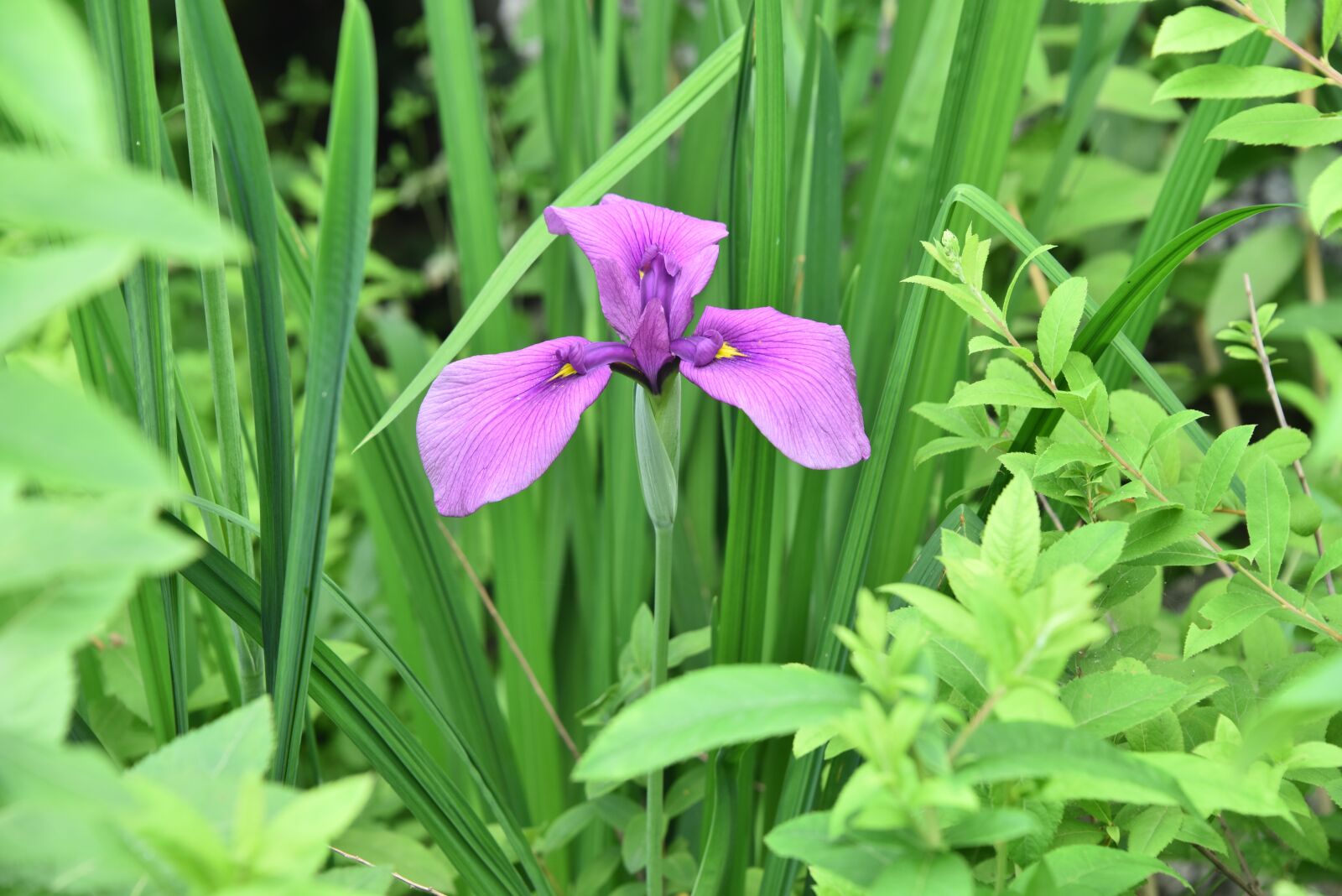 Nikon D810 sample photo. Irises, purple, iris type photography