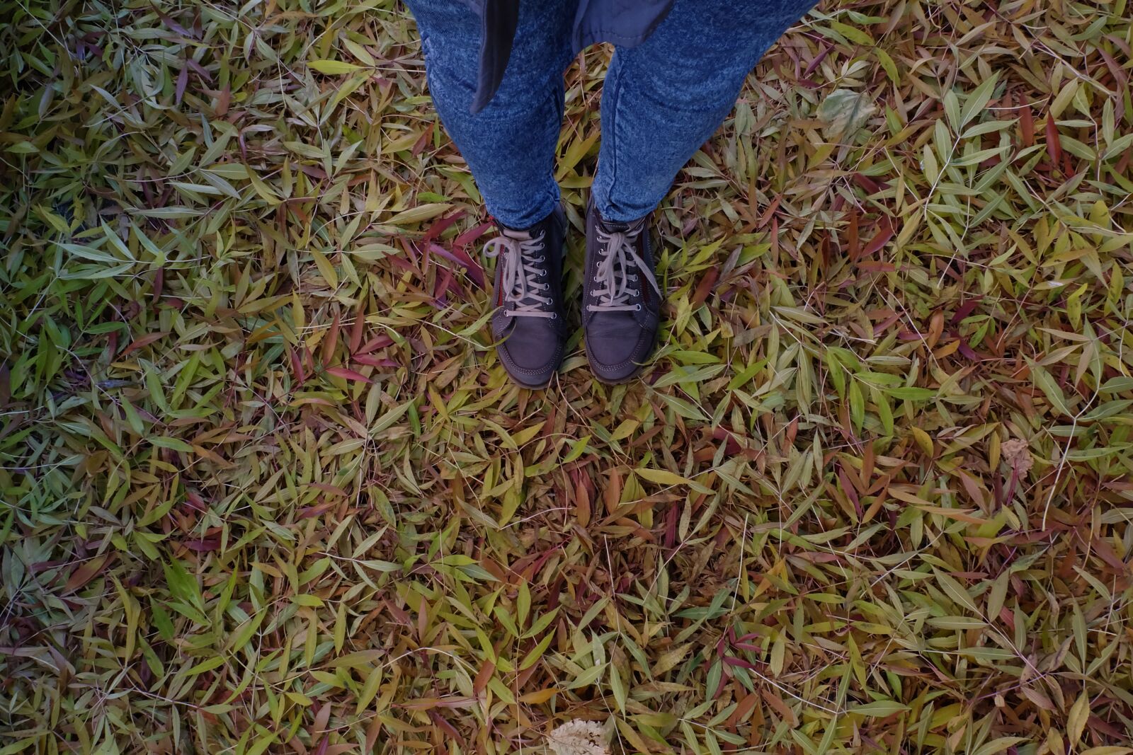 Fujifilm X-A2 + Fujifilm XC 16-50mm F3.5-5.6 OIS II sample photo. Leaves, shoes, feet photography