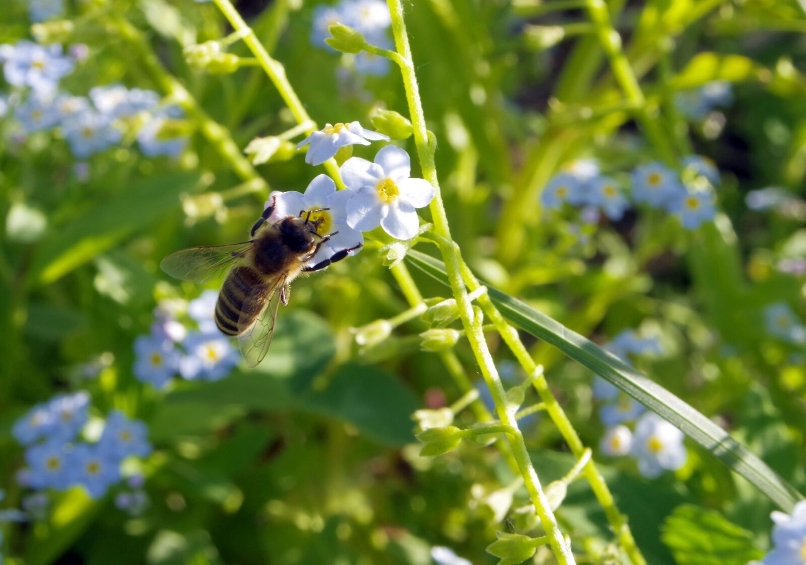 Pentax K-S2 sample photo. Nots, flowers, bee photography