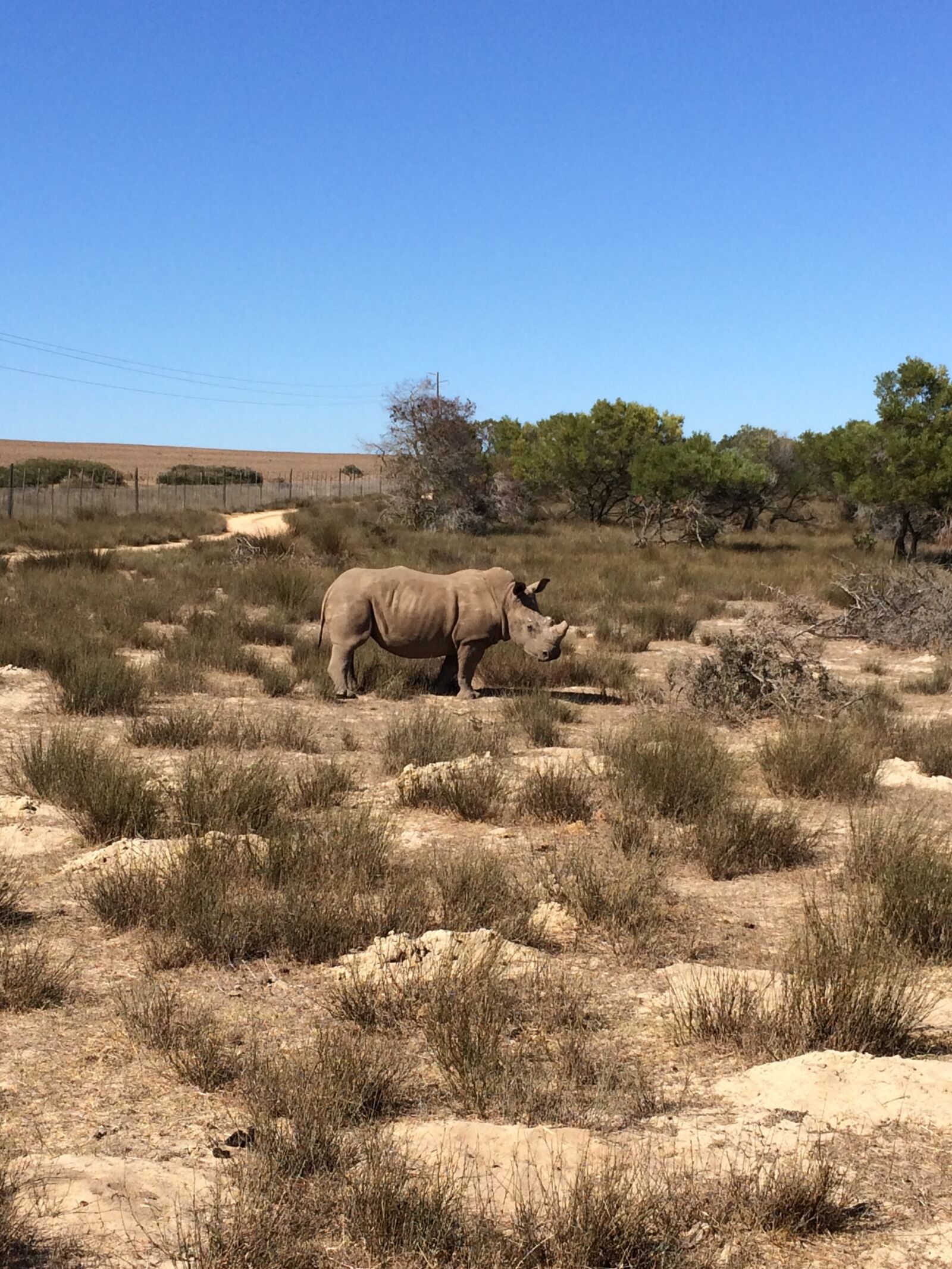 Apple iPhone 5s sample photo. South africa, rhino, wilderness photography