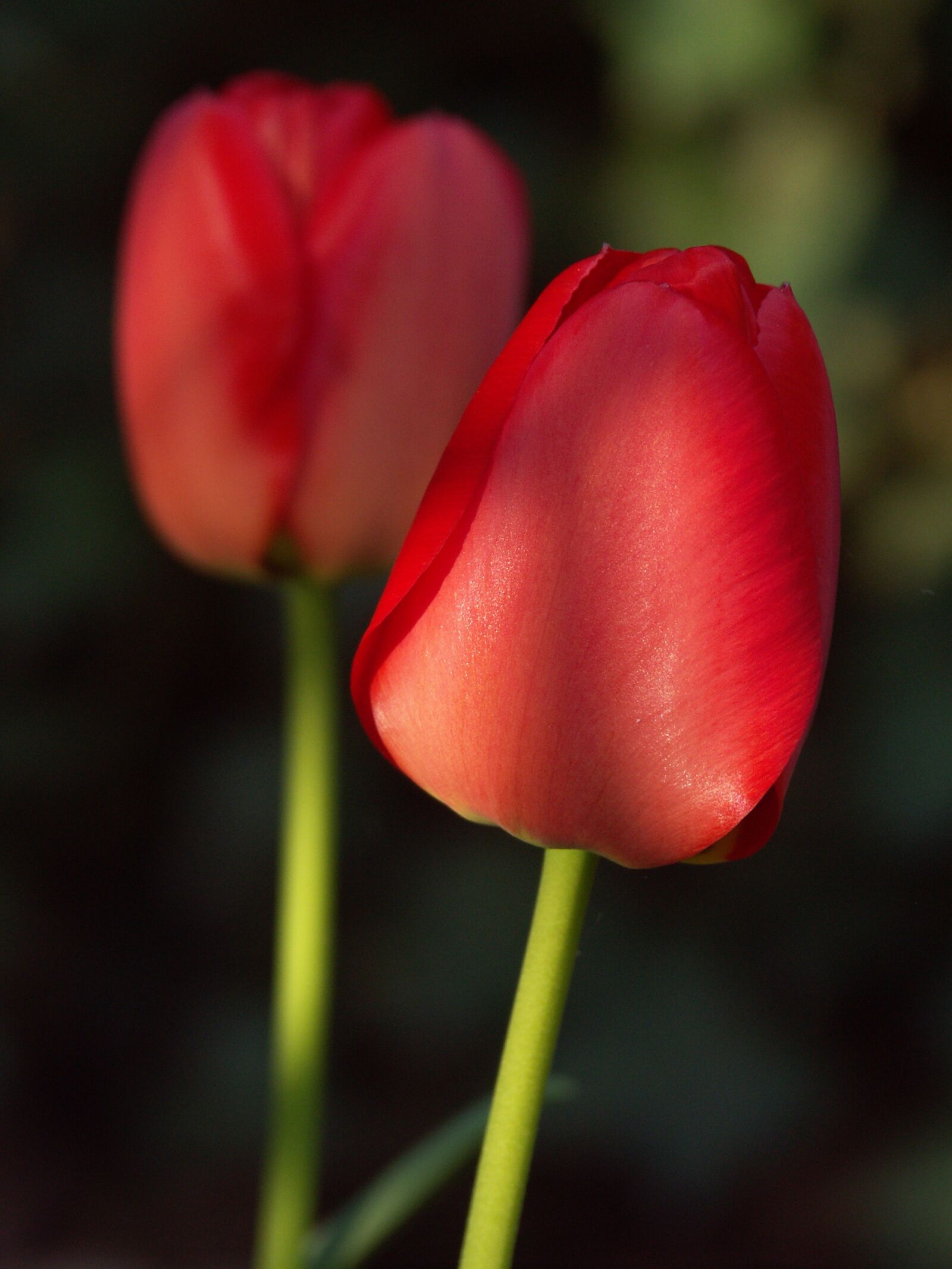KONICA MINOLTA DiMAGE A1 sample photo. Nature, tulip, plant photography