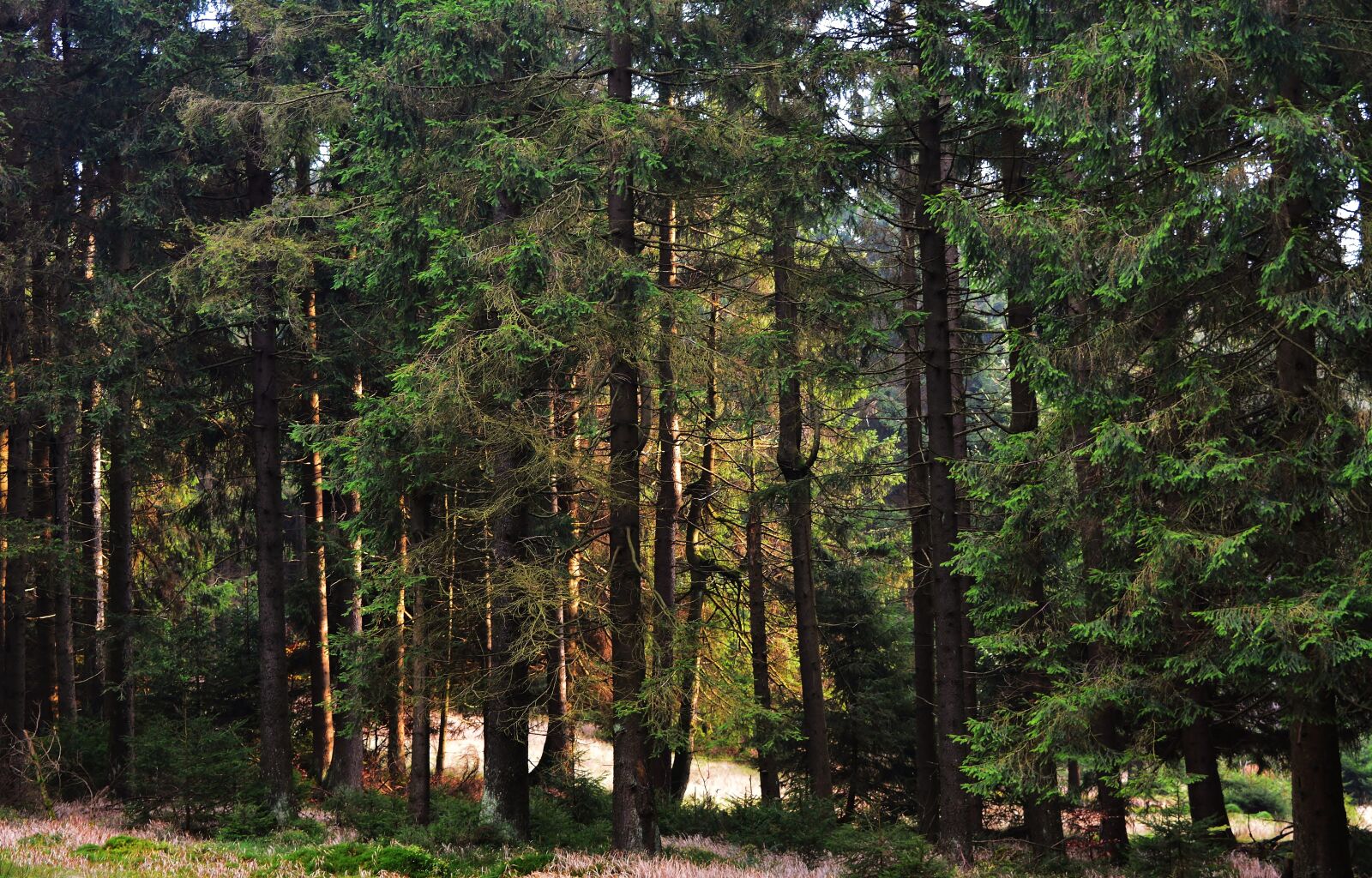 Nikon D5200 sample photo. Forest, sunrise, lighting photography