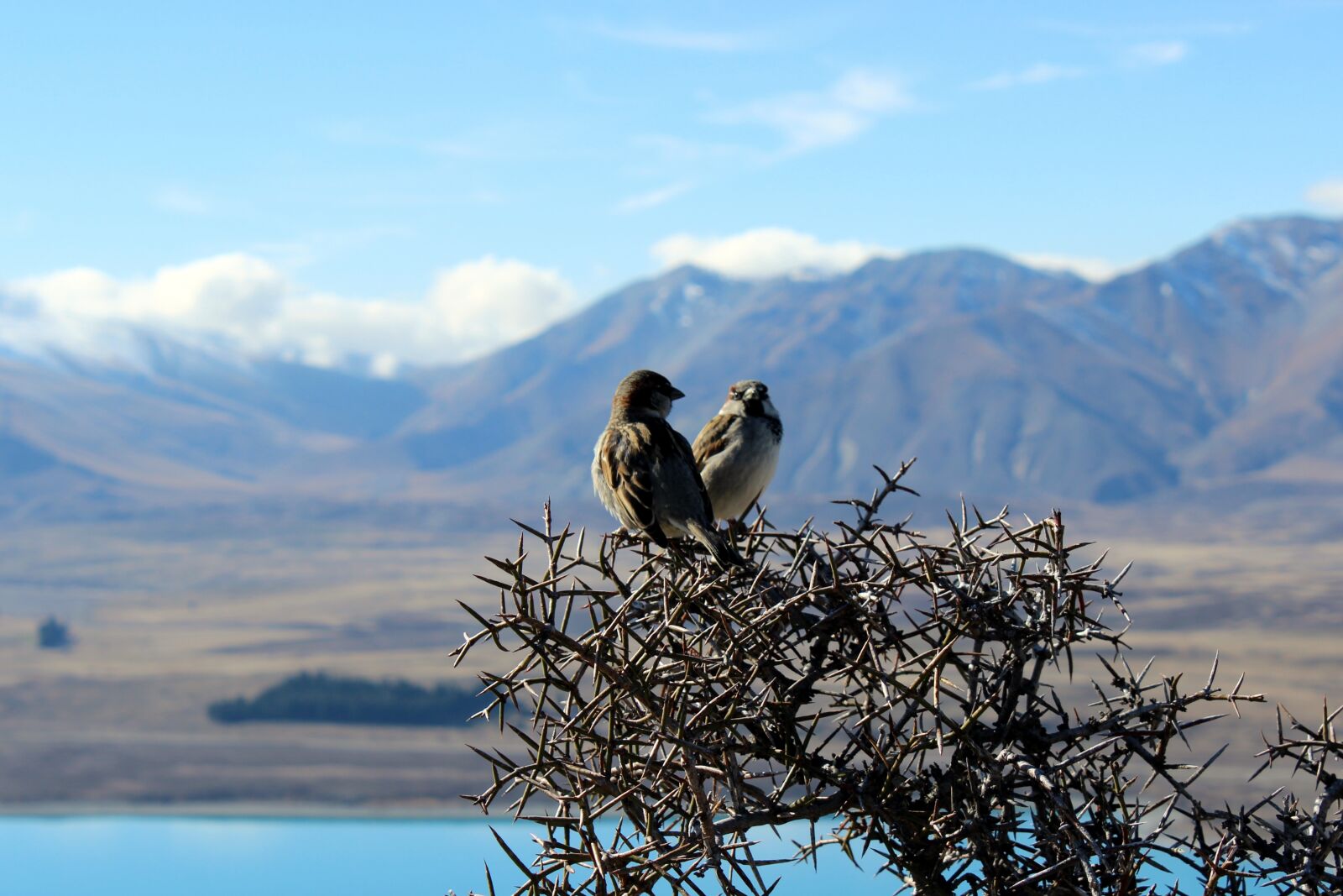 Canon EOS 600D (Rebel EOS T3i / EOS Kiss X5) sample photo. Birds, nature, outlook photography