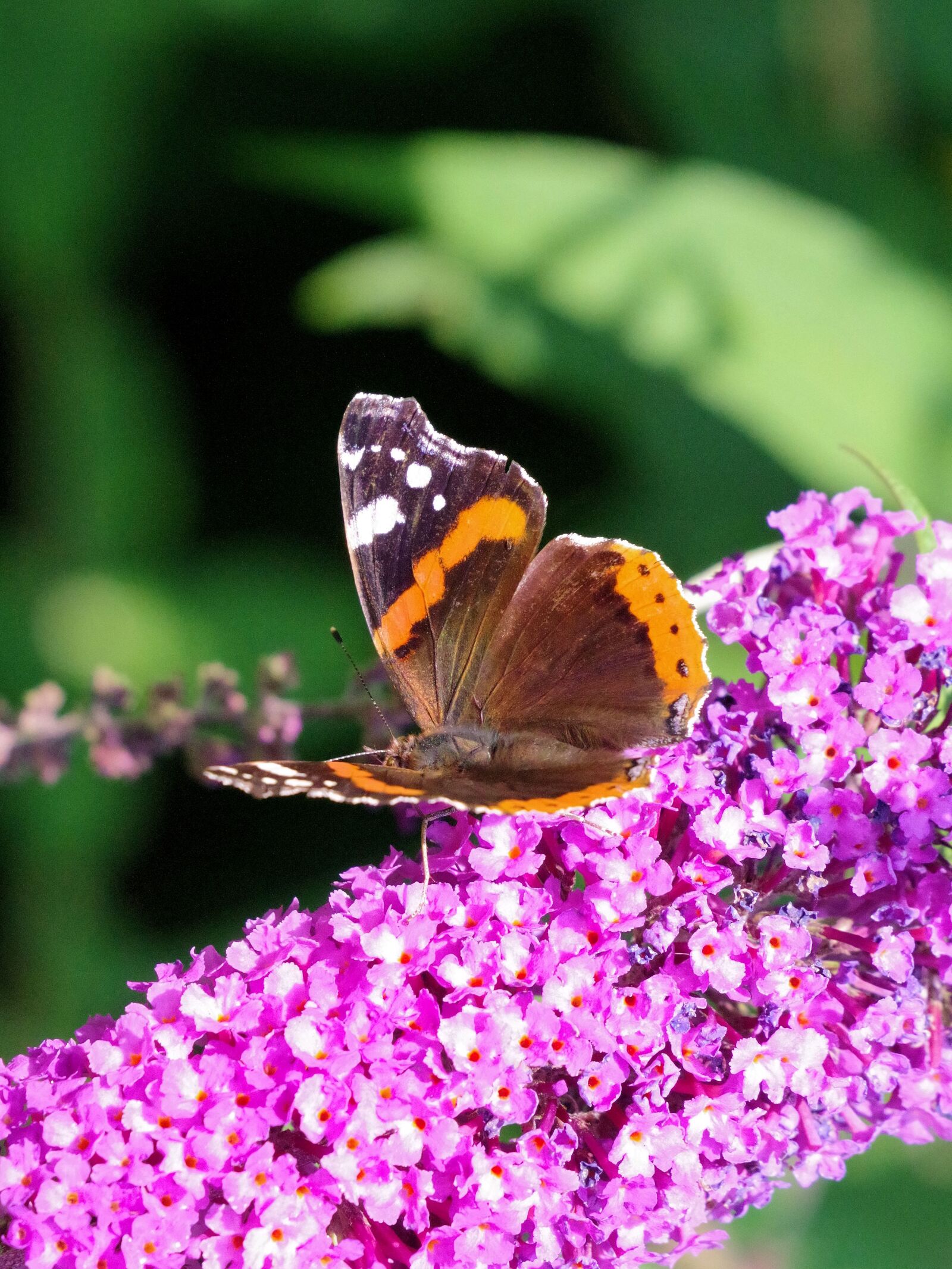 Pentax K-70 sample photo. Admiral, butterfly, insect photography