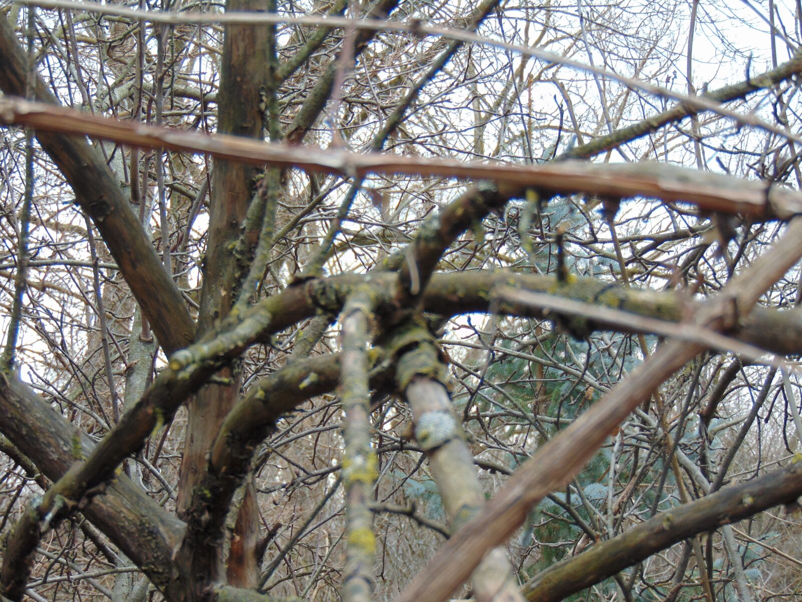 Sony Cyber-shot DSC-H300 sample photo. Ice storm, winter, cold photography