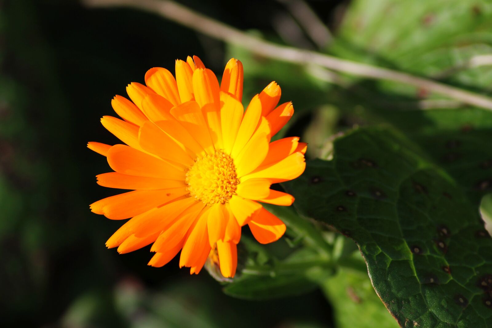 Canon EOS 1100D (EOS Rebel T3 / EOS Kiss X50) sample photo. Marigold, green manure, medicinal photography