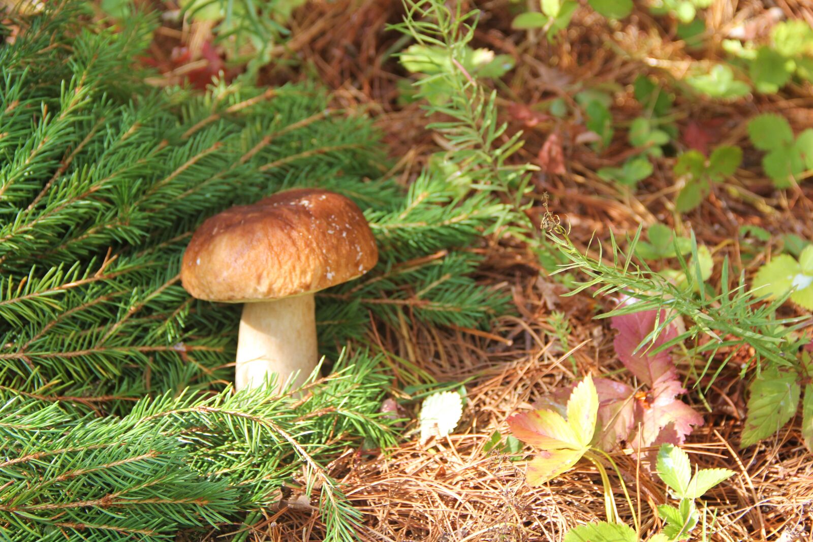 Canon EOS 60D sample photo. Mushroom, amanita, fungus photography